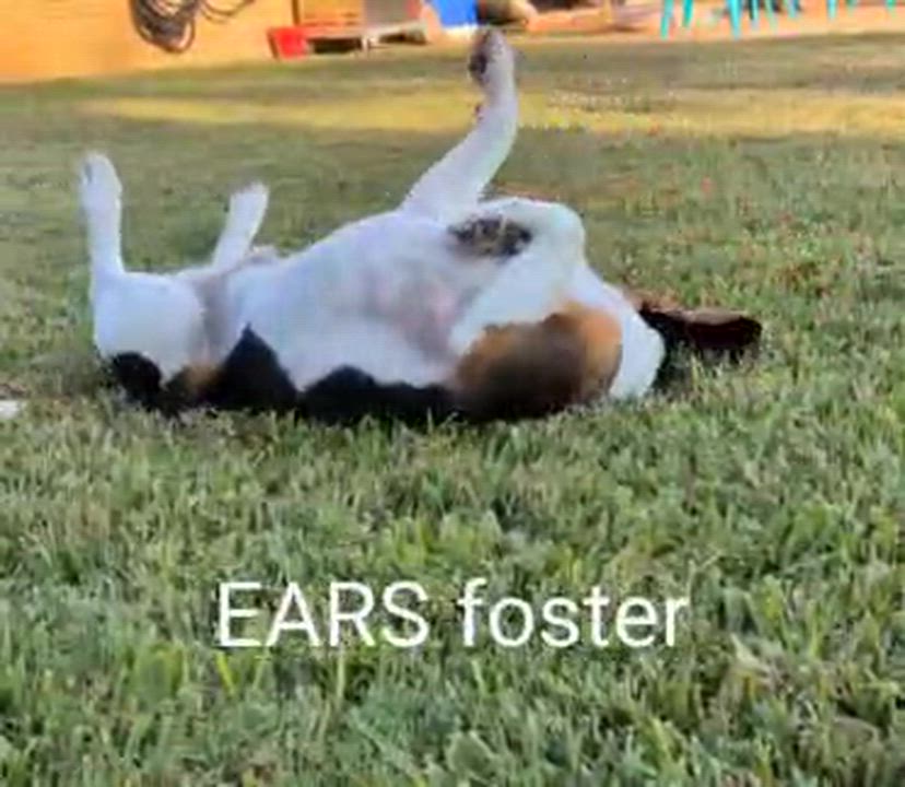 Enlarge Dusty - 894, a ADOPTABLE Beagle in Dallas, TX video 4/4