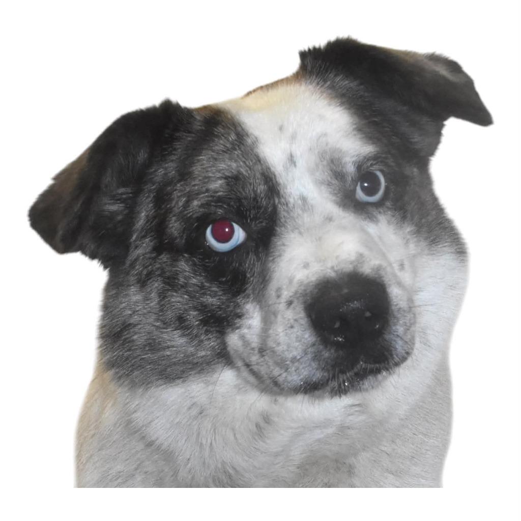 Buddie, Adoptable, Adult Male Australian Cattle Dog / Blue Heeler.