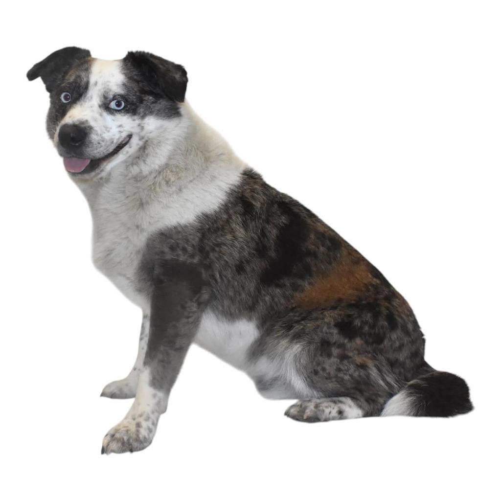 Enlarge Buddie, a Adoptable Australian Cattle Dog / Blue Heeler in Springfield, OH image 3/5