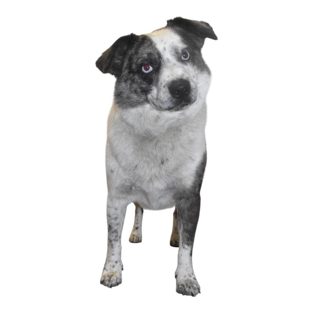 Enlarge Buddie, a Adoptable Australian Cattle Dog / Blue Heeler in Springfield, OH image 4/5