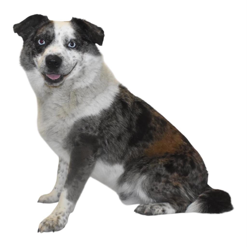 Enlarge Buddie, a Adoptable Australian Cattle Dog / Blue Heeler in Springfield, OH image 5/5
