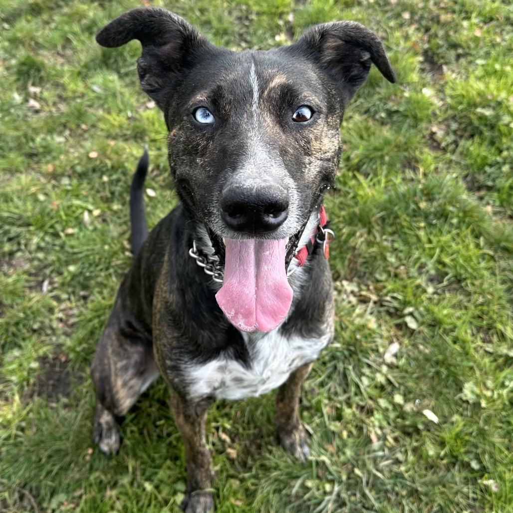 Enlarge Comet, a Adoptable Mixed Breed in Medford, OR image 1/3