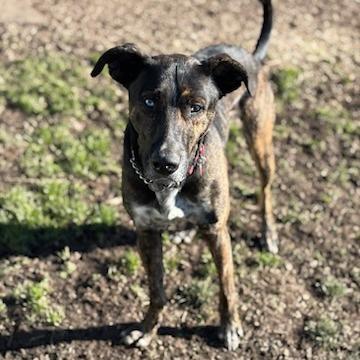 Enlarge Comet, a Adoptable Mixed Breed in Medford, OR image 3/3