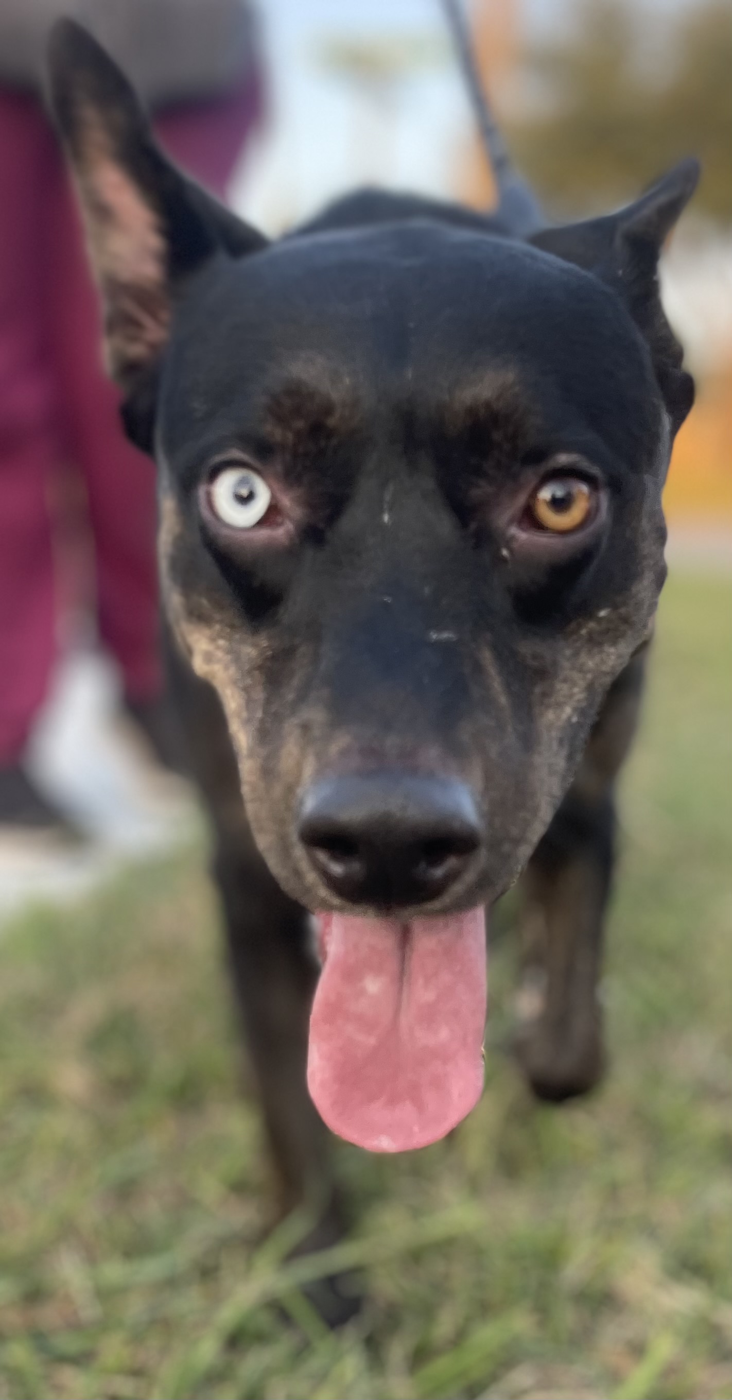 Dog for adoption LB, a Black Labrador Retriever Mix in Bronx, NY