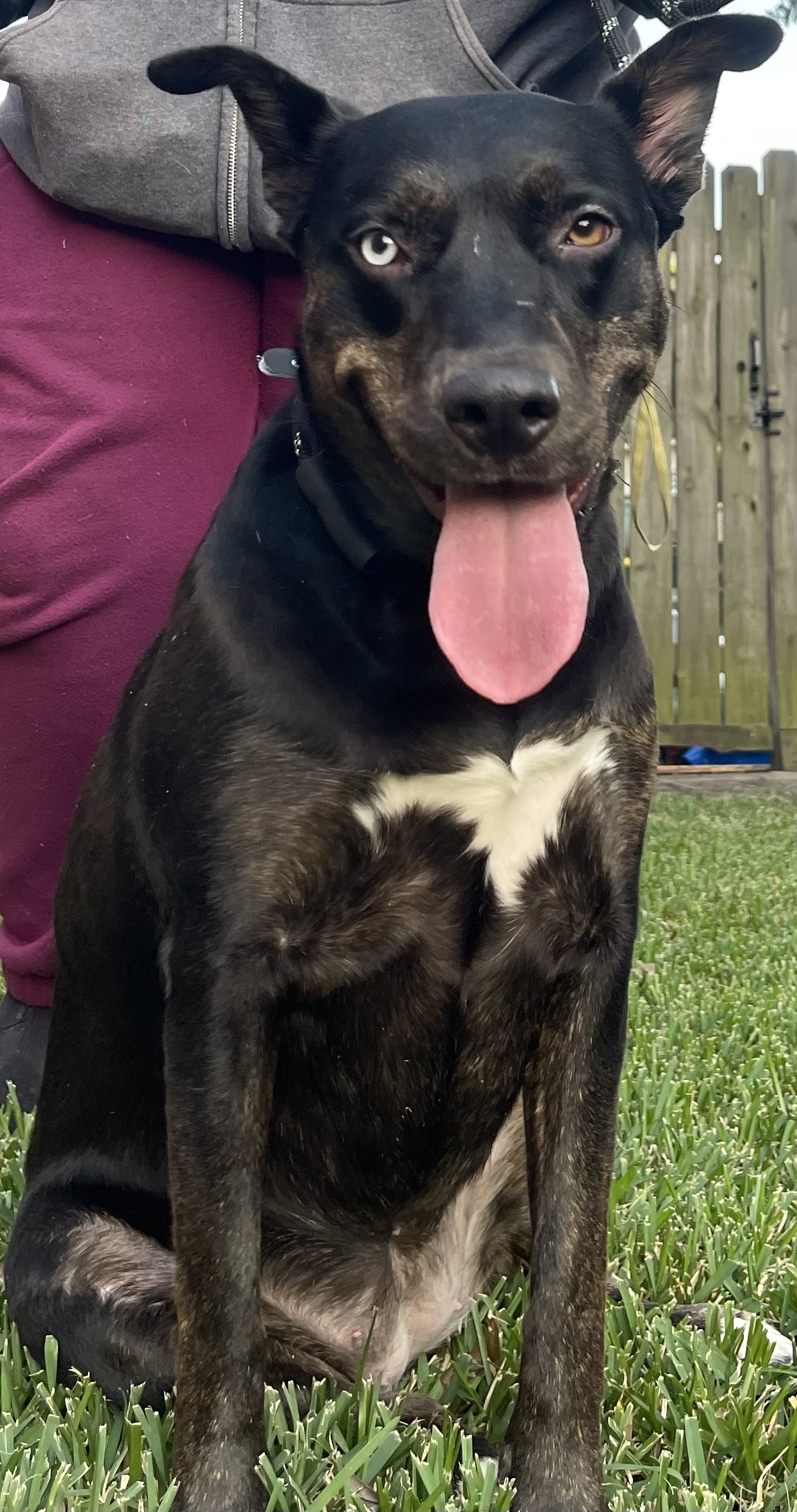 Dog for adoption LB, a Black Labrador Retriever Mix in Bronx, NY