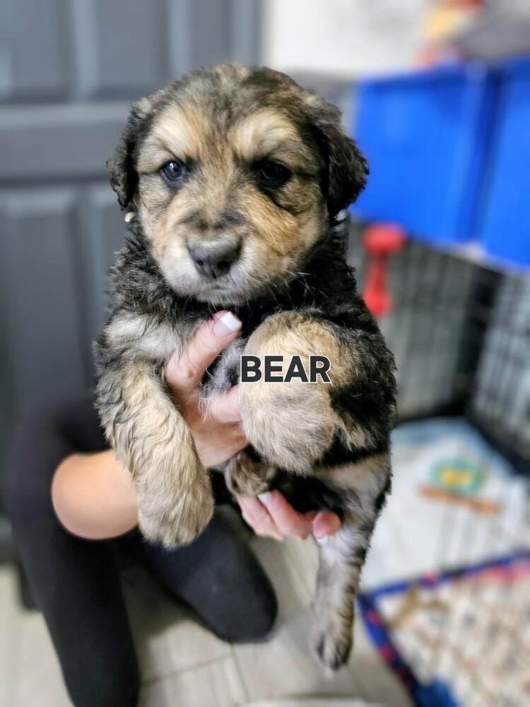 Bear, Adoptable, Puppy Male Shepherd & Mixed Breed.