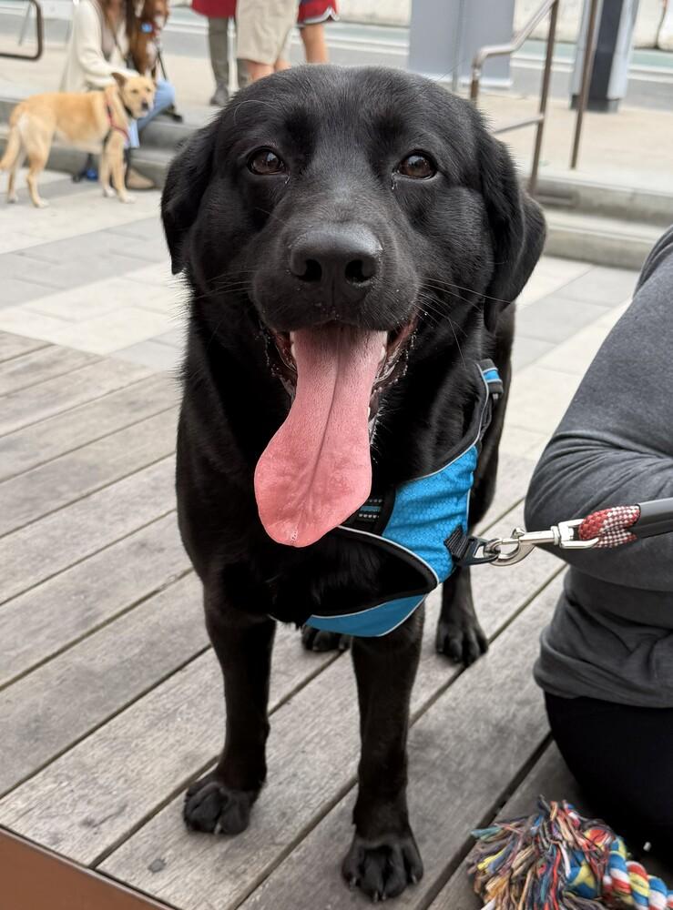 Enlarge Oso (Bear), a Adoptable mixed breed in Bonita, CA image 2/6