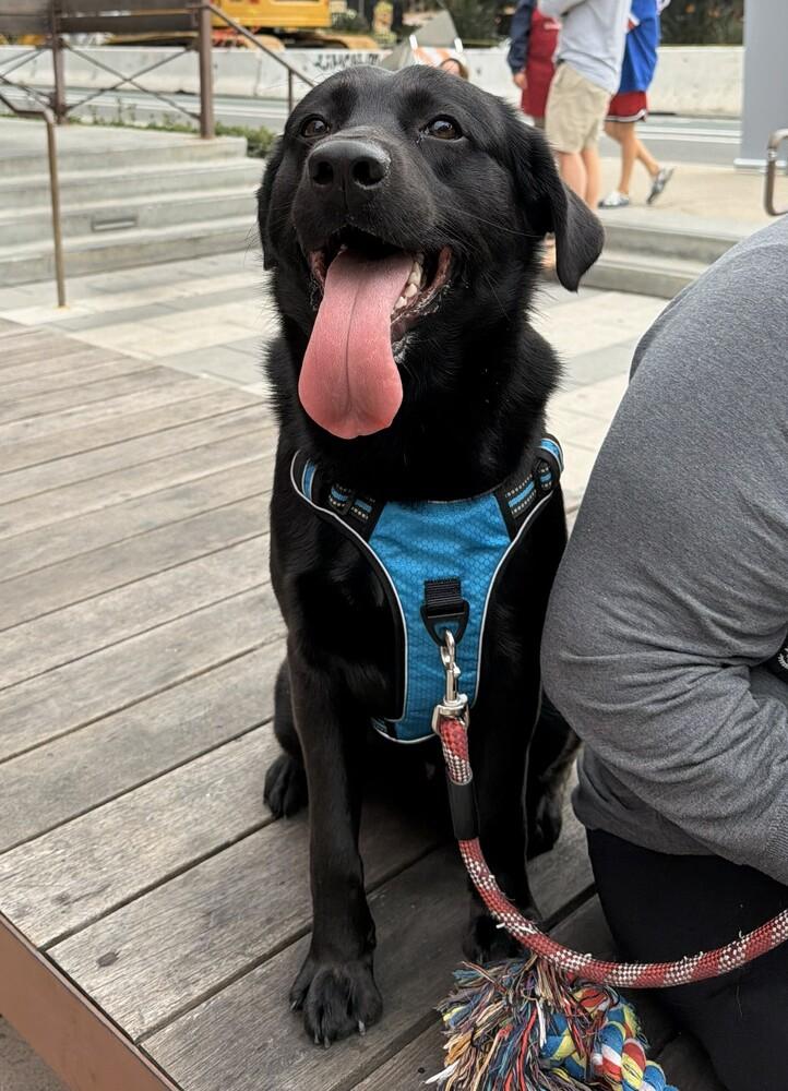Enlarge Oso (Bear), a Adoptable mixed breed in Bonita, CA image 3/6