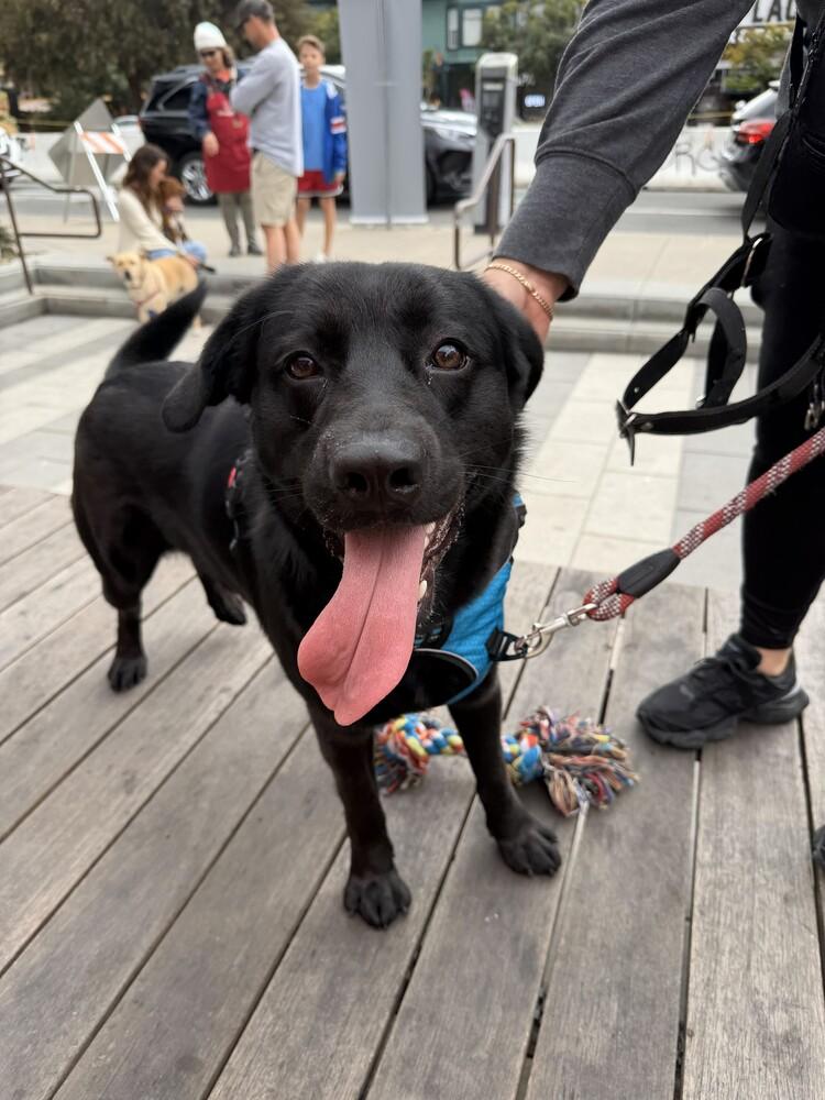 Enlarge Oso (Bear), a Adoptable mixed breed in Bonita, CA image 4/6