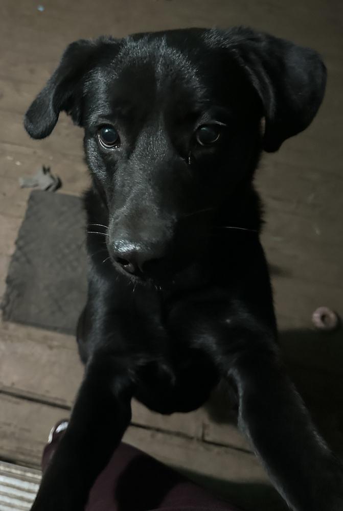 Enlarge Oso (Bear), a Adoptable mixed breed in Bonita, CA image 5/6