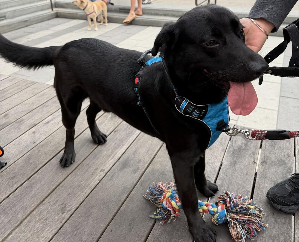 Enlarge Oso (Bear), a Adoptable mixed breed in Bonita, CA image 6/6