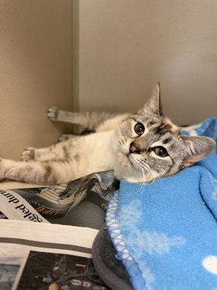 Enlarge Pebbles, a Adoptable mixed breed in King William, VA image 1/1