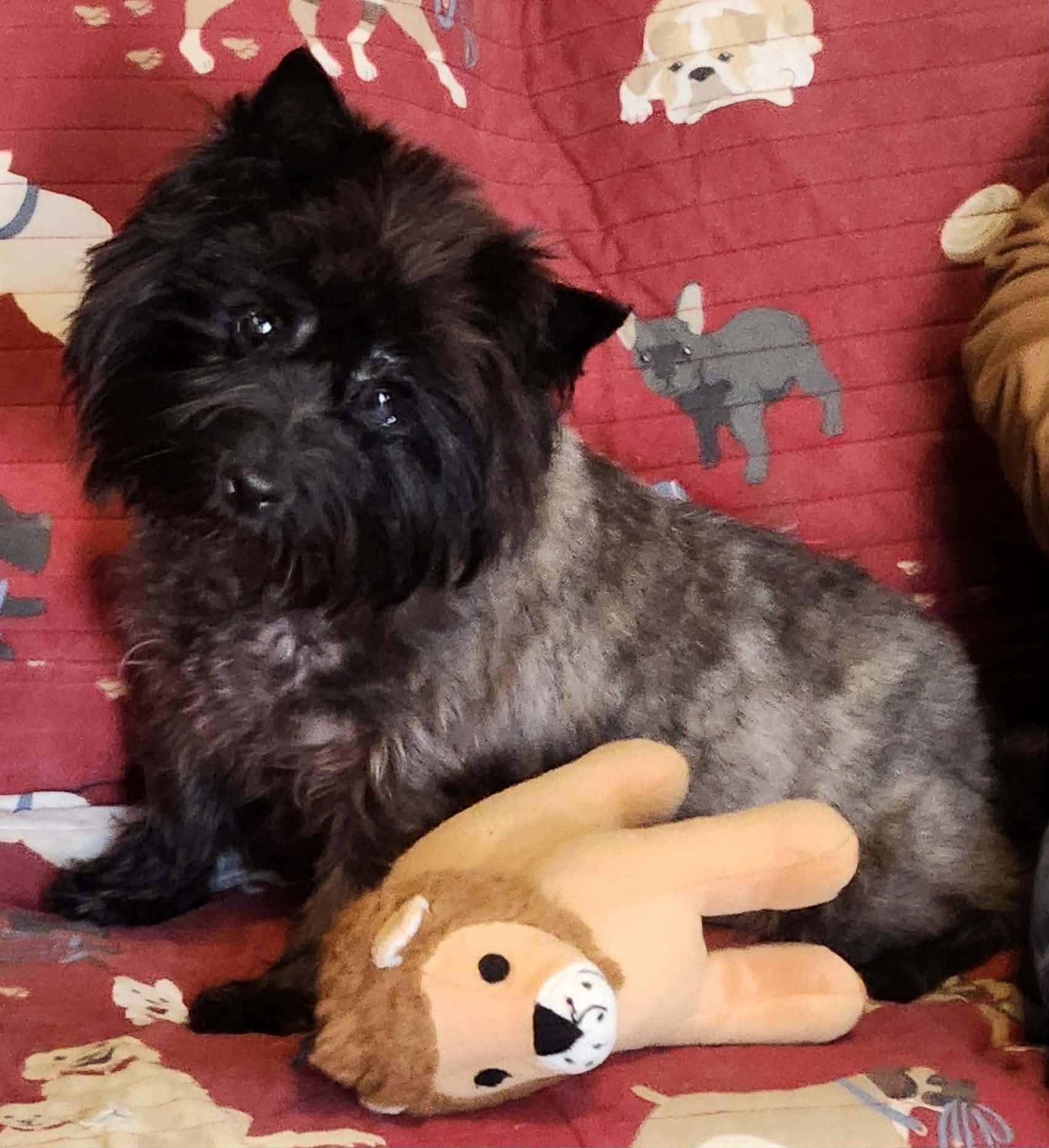 Enlarge Spiral, a Adoptable Cairn Terrier in Rockaway, NJ image 3/6