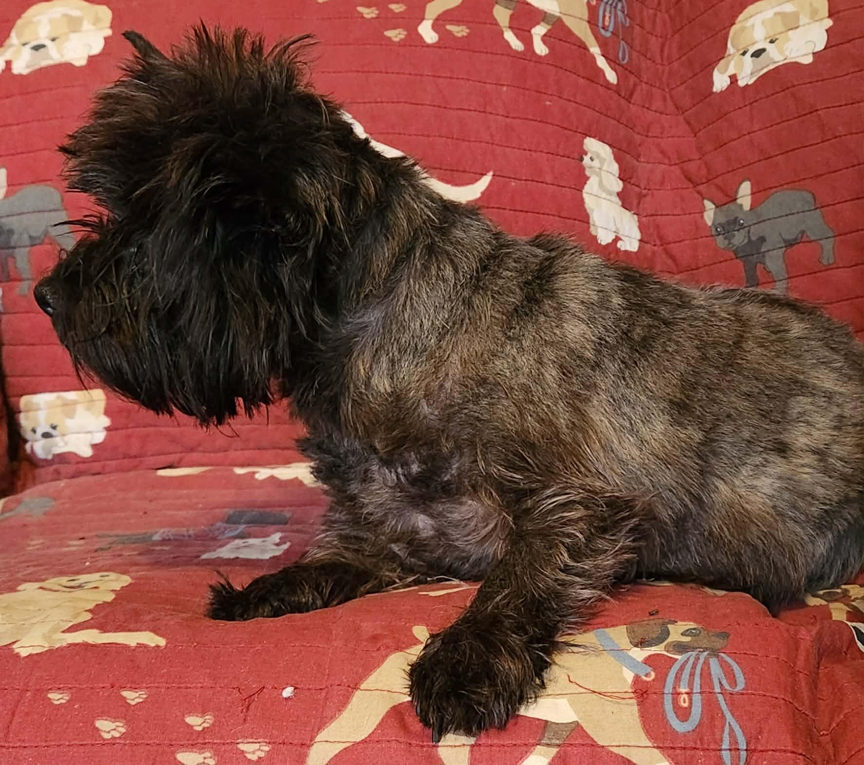 Enlarge Spiral, a Adoptable Cairn Terrier in Rockaway, NJ image 5/6