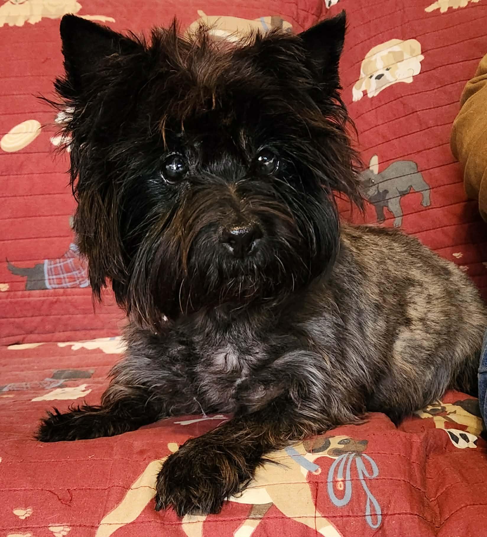 Enlarge Spiral, a Adoptable Cairn Terrier in Rockaway, NJ image 4/6