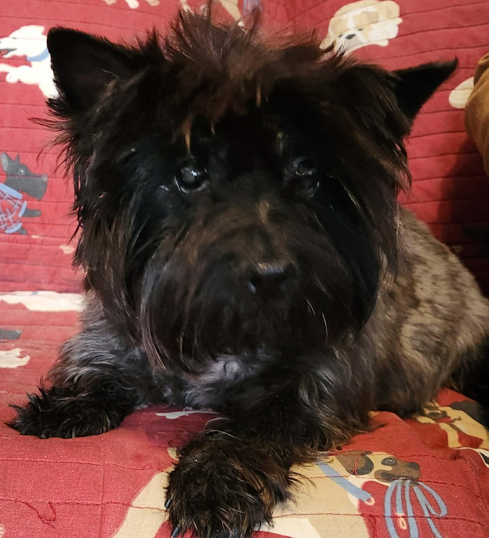 Enlarge Spiral, a Adoptable Cairn Terrier in Rockaway, NJ image 6/6