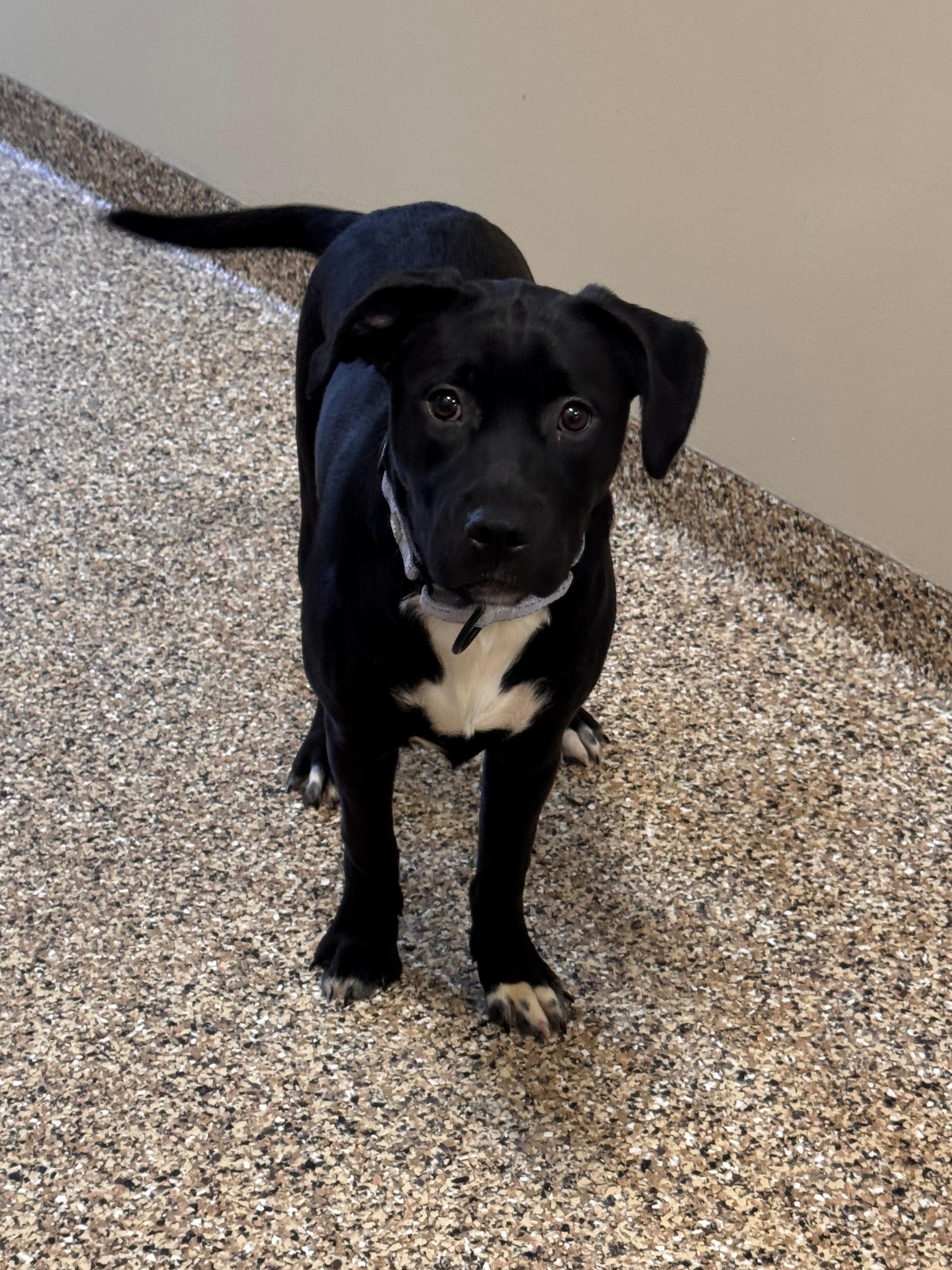 Enlarge Beth, a ADOPTABLE mixed breed in Hackensack, MN image 3/6