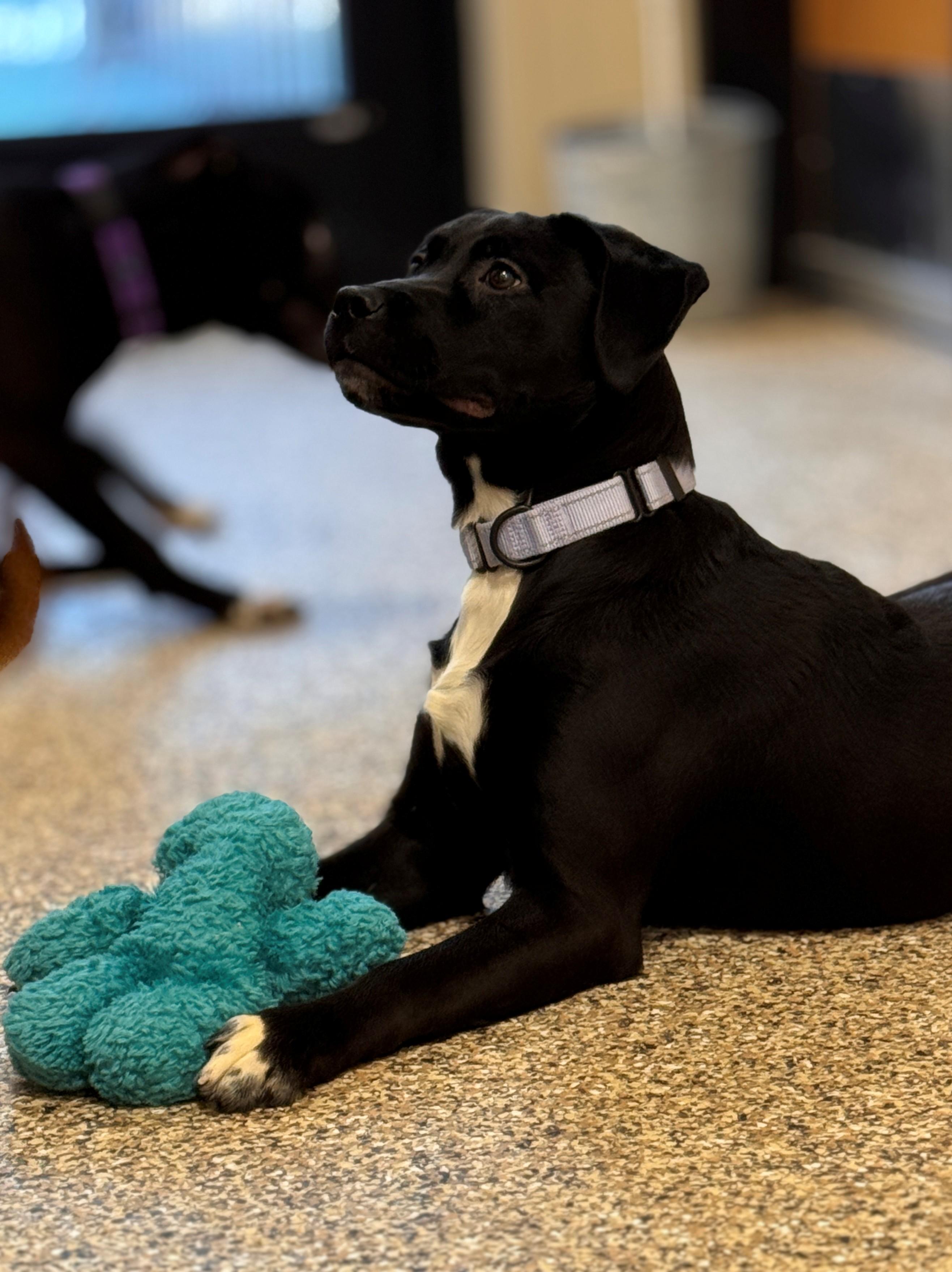 Enlarge Beth, a ADOPTABLE mixed breed in Hackensack, MN image 4/6