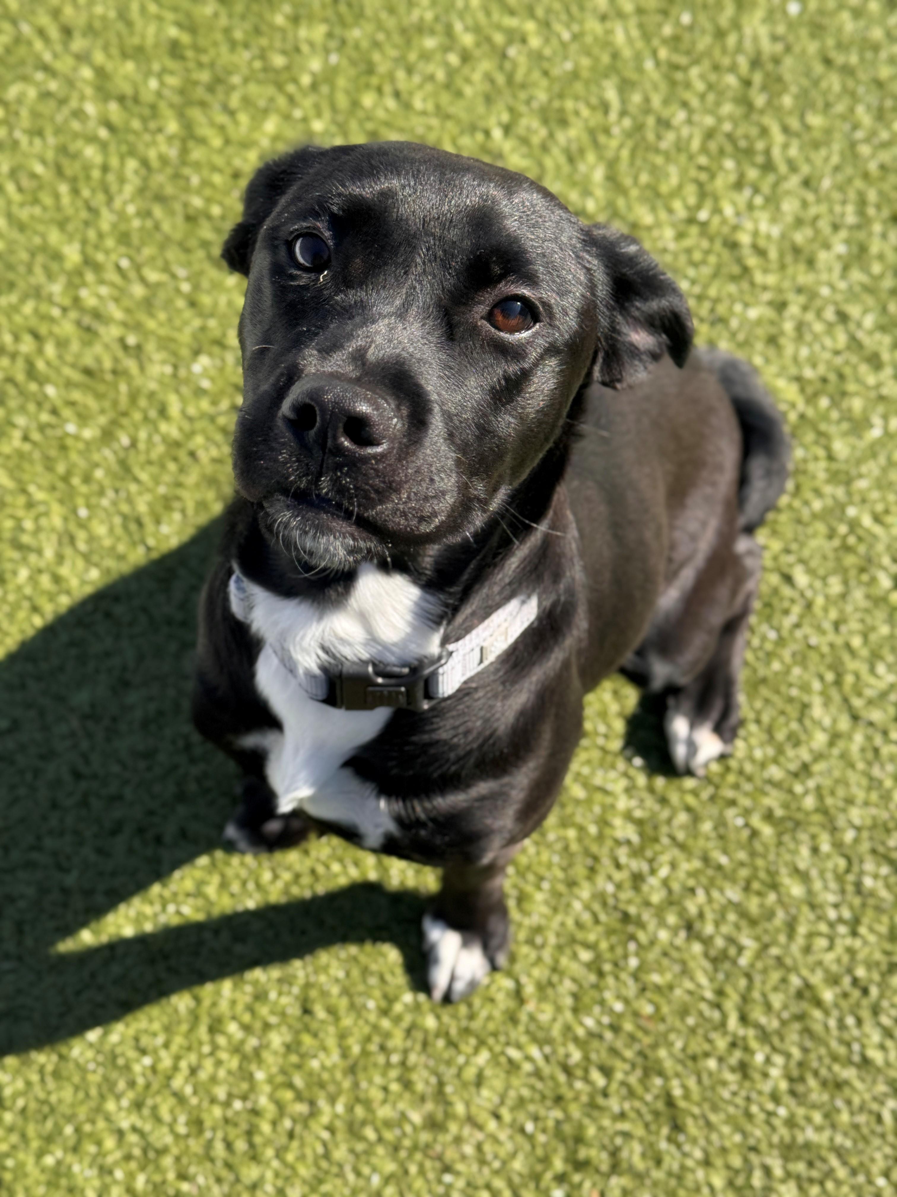 Beth, adoptable, Young Female Labrador Retriever & Shepherd.