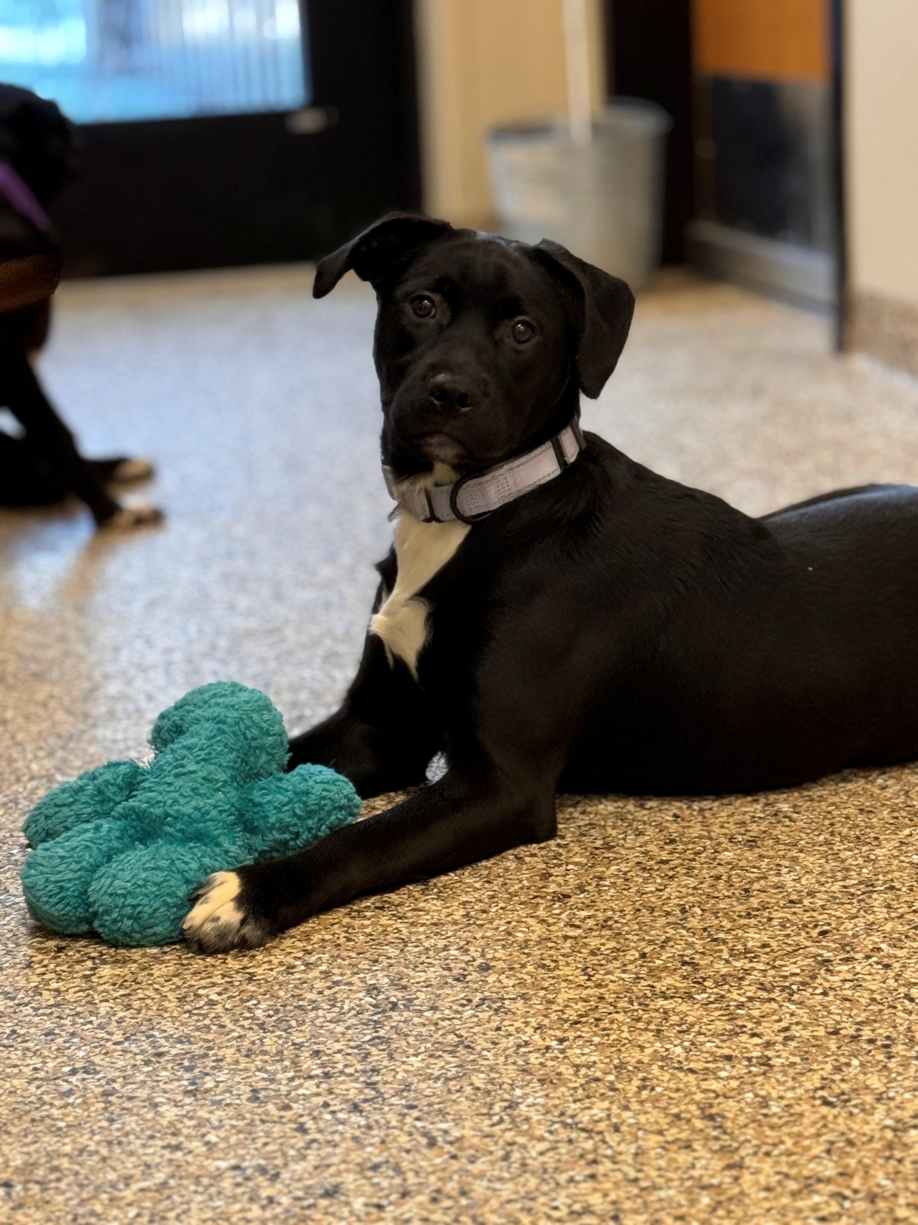 Enlarge Beth, a ADOPTABLE mixed breed in Hackensack, MN image 2/6