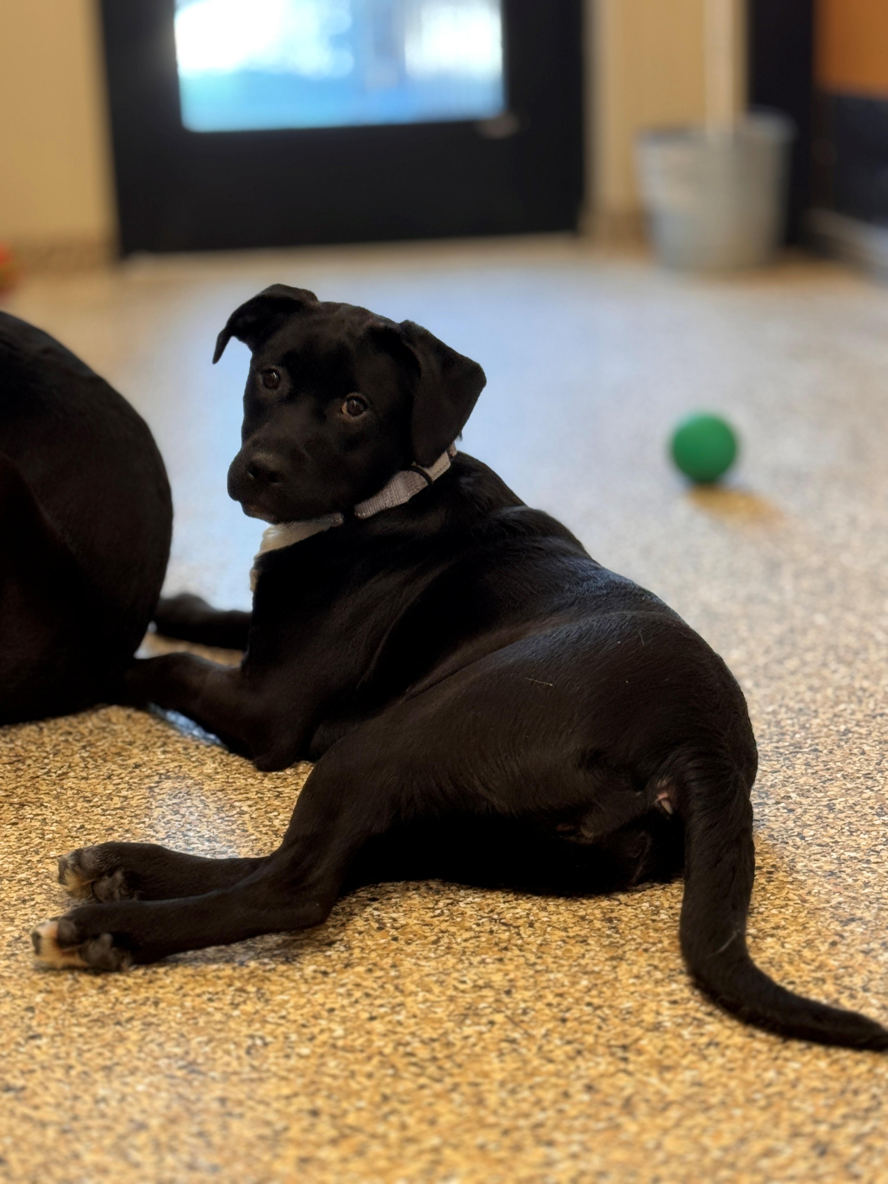 Enlarge Beth, a ADOPTABLE mixed breed in Hackensack, MN image 5/6