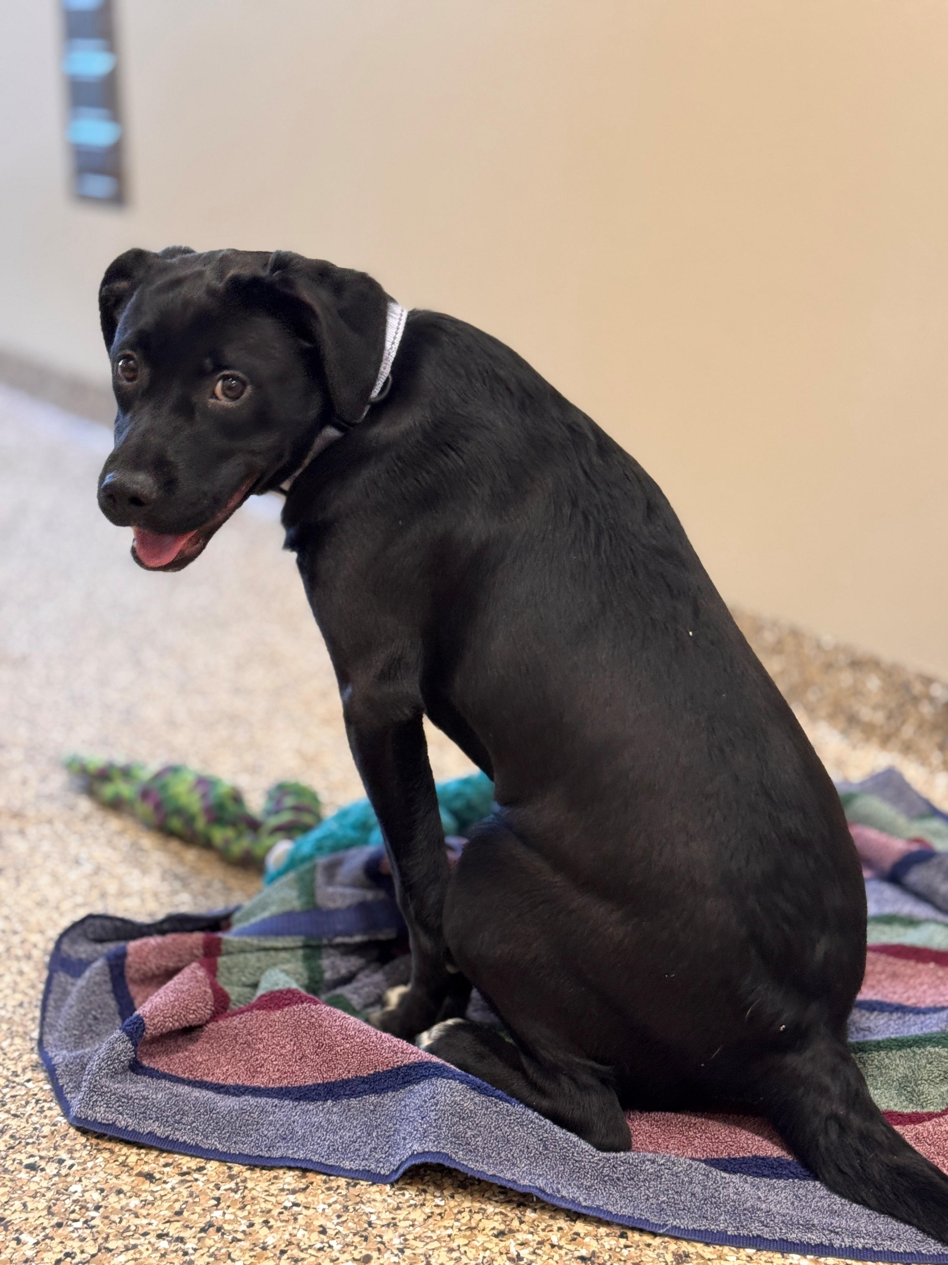 Enlarge Beth, a ADOPTABLE mixed breed in Hackensack, MN image 6/6