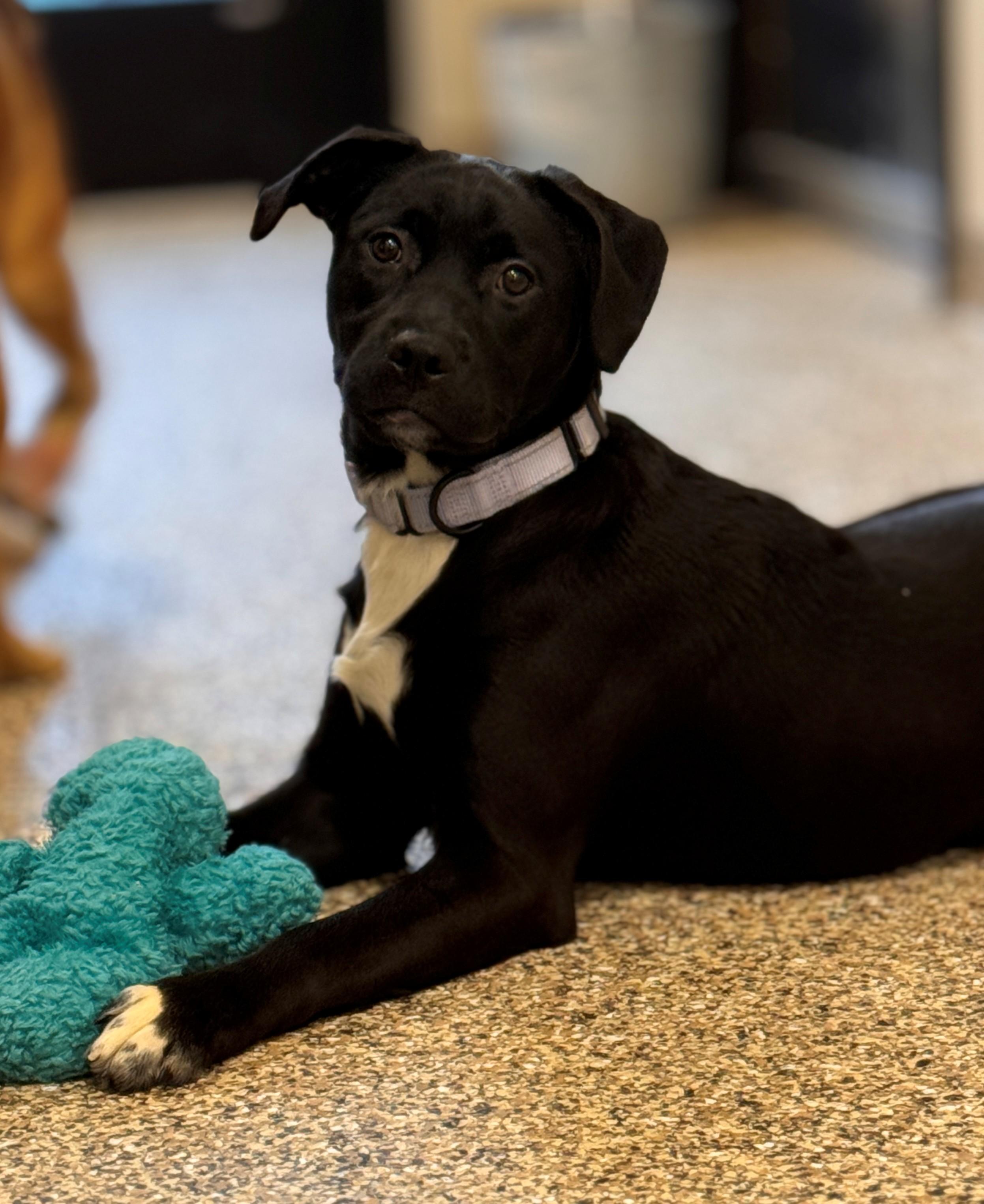 Enlarge Beth, a ADOPTABLE mixed breed in Hackensack, MN image 1/6