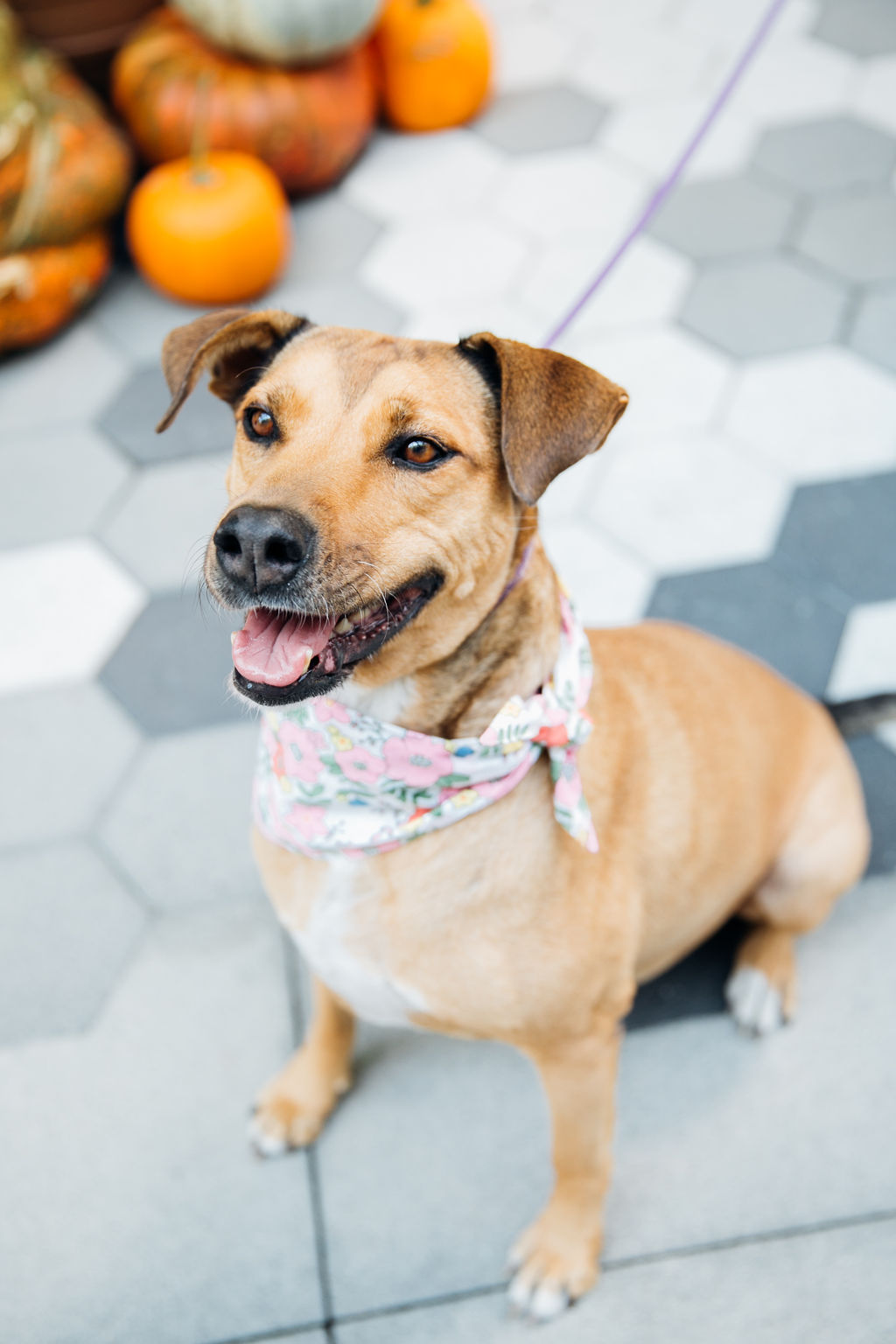 Enlarge Chumi  *COURTESY POST*, a Adoptable mixed breed image 6/6