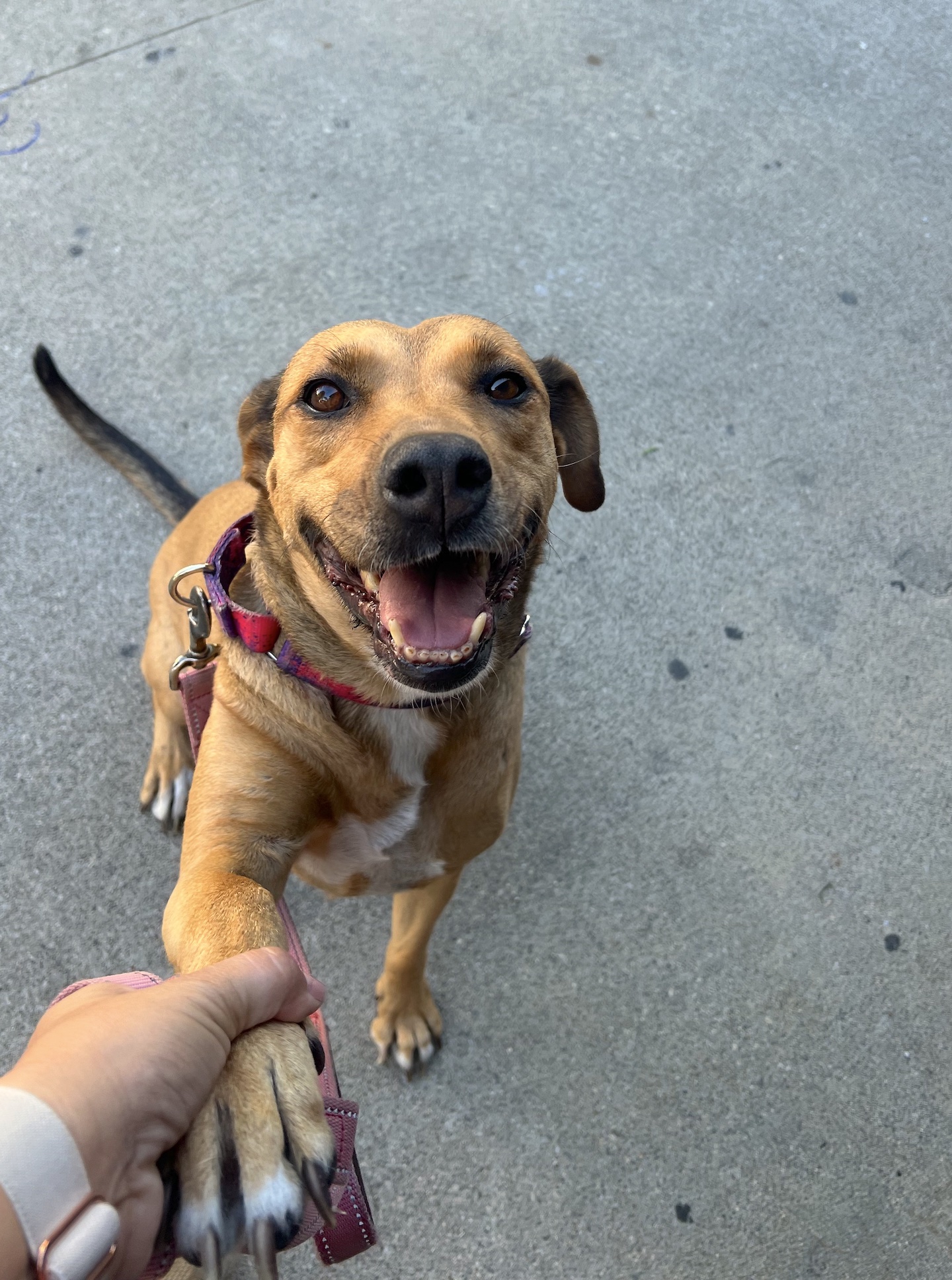 Enlarge Chumi  *COURTESY POST*, a Adoptable mixed breed image 4/6