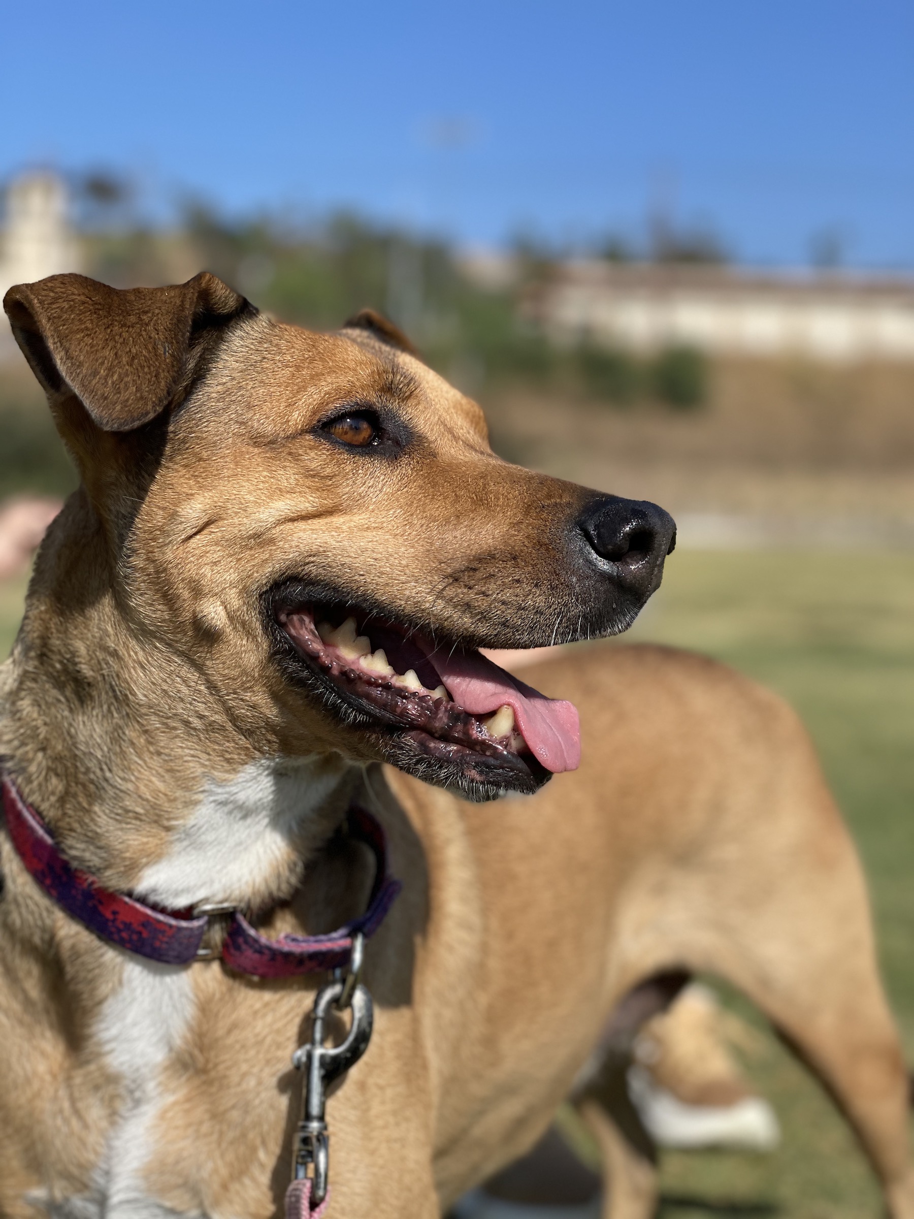 Enlarge Chumi  *COURTESY POST*, a Adoptable mixed breed image 5/6