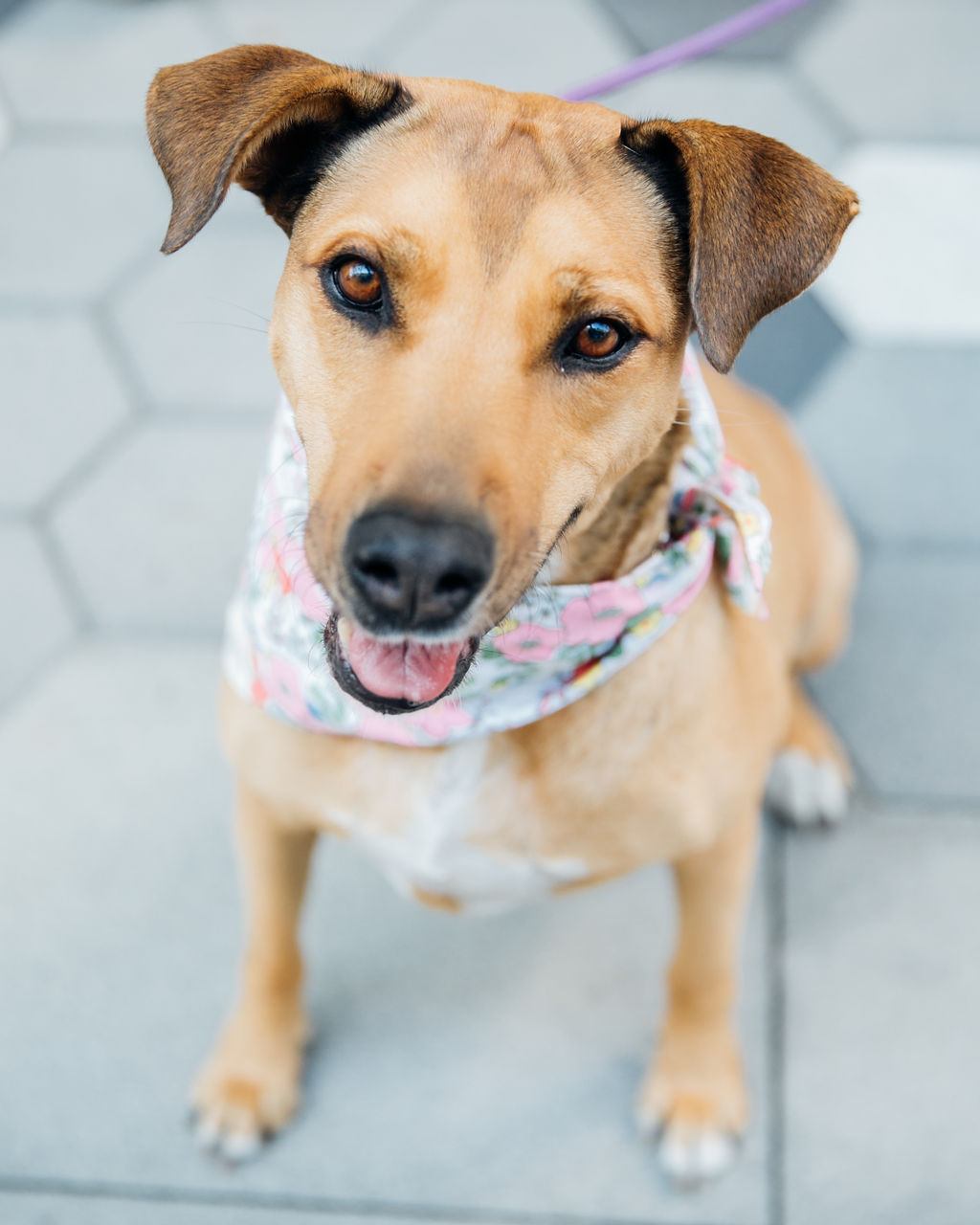 Enlarge Chumi  *COURTESY POST*, a Adoptable mixed breed image 1/6