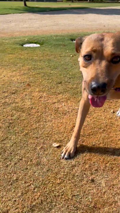 Enlarge Chumi  *COURTESY POST*, a Adoptable mixed breed video 2/6