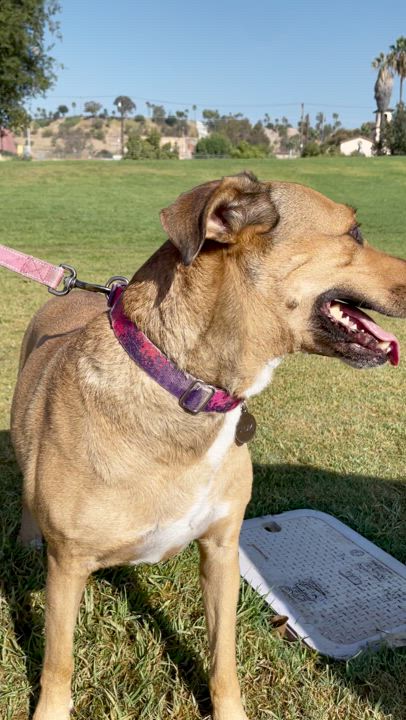 Enlarge Chumi  *COURTESY POST*, a Adoptable mixed breed video 3/6