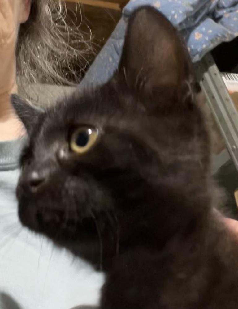 Shuri-Beautiful Black Kitten!, Adoptable, Kitten Female Domestic Short Hair.