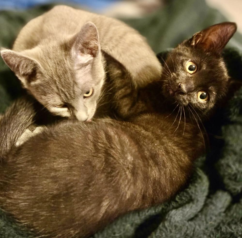 Enlarge Shuri-Beautiful Black Kitten!, a Adoptable mixed breed in Franklin, WV image 2/5