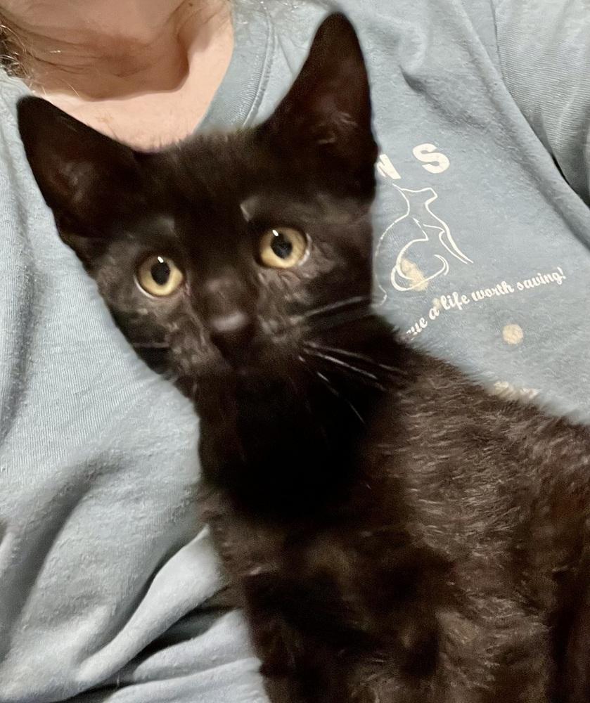 Enlarge Shuri-Beautiful Black Kitten!, a Adoptable mixed breed in Franklin, WV image 4/5