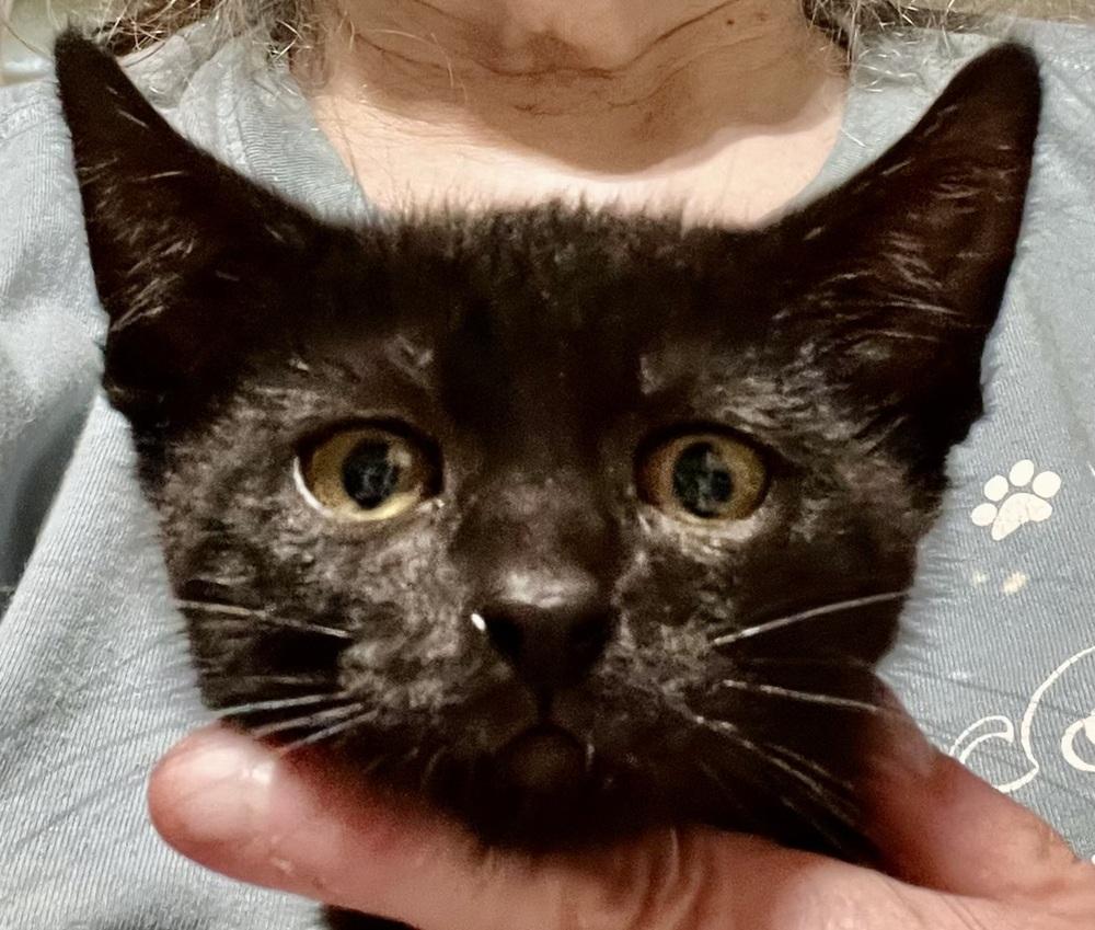 Enlarge Shuri-Beautiful Black Kitten!, a Adoptable mixed breed in Franklin, WV image 5/5