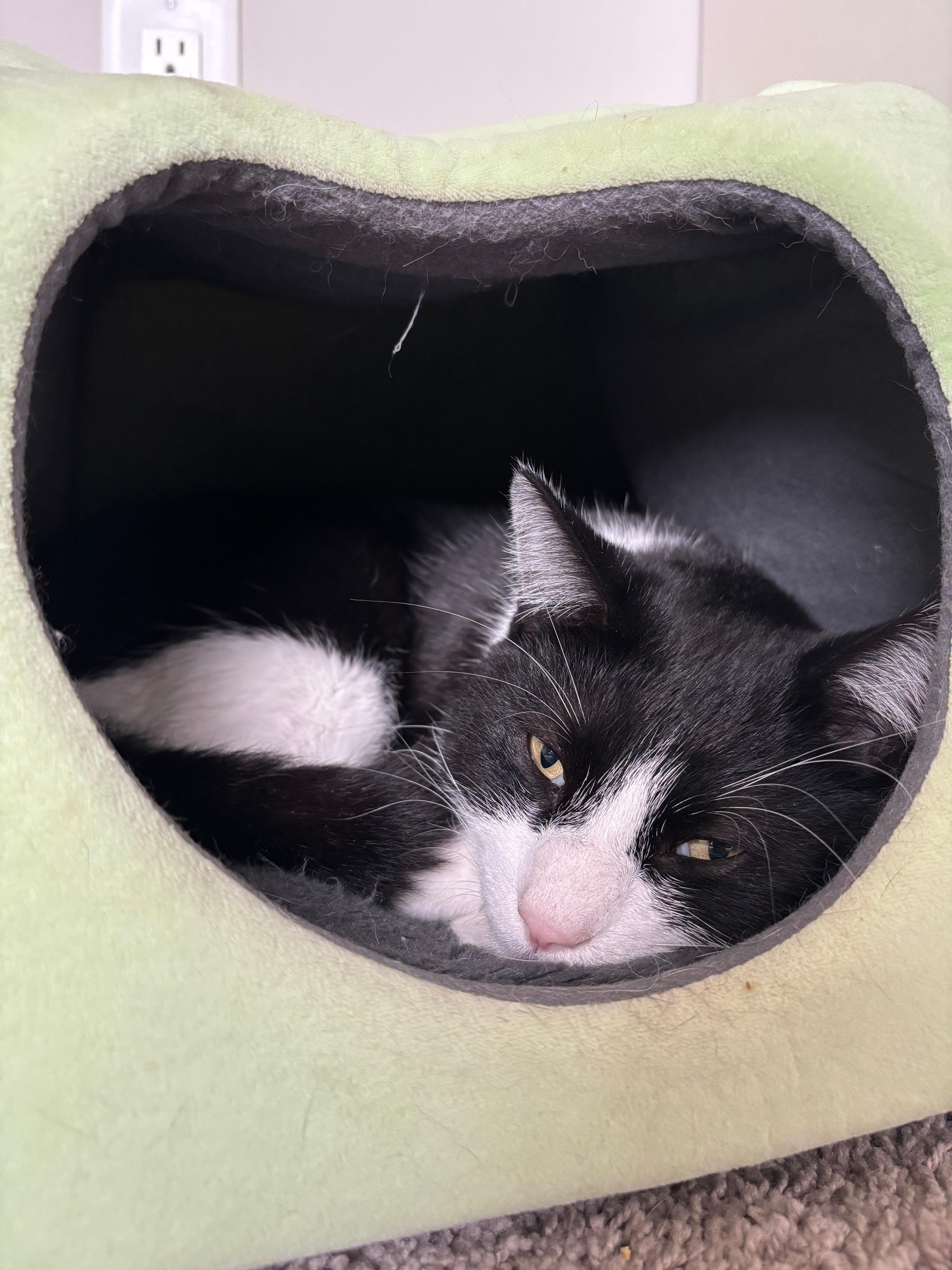 Enlarge Loid, a ADOPTABLE Domestic Short Hair in Tucson, AZ image 3/5