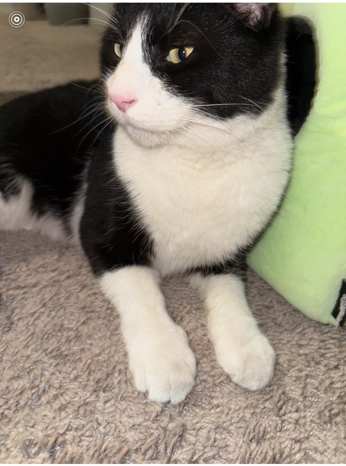 Enlarge Loid, a ADOPTABLE Domestic Short Hair in Tucson, AZ image 4/5