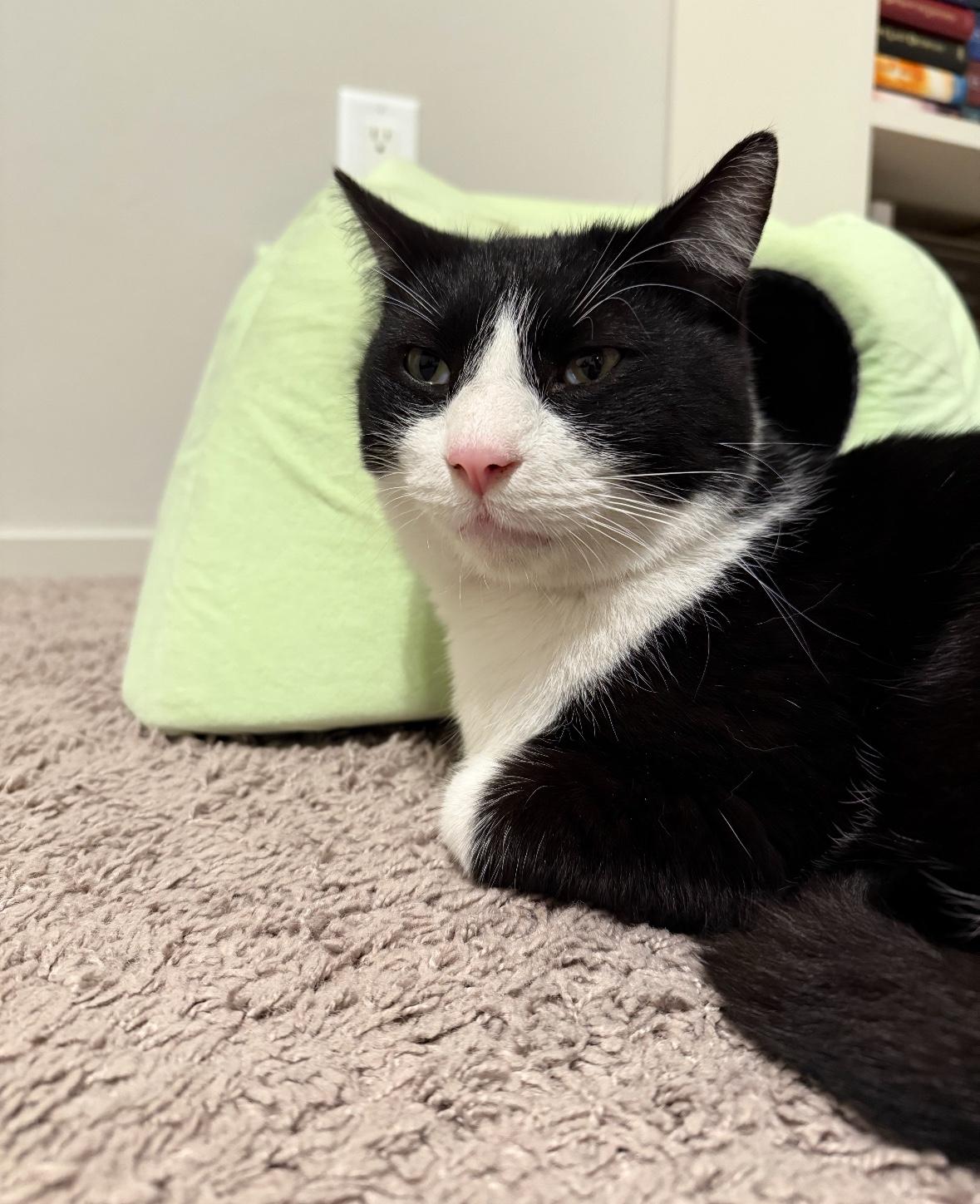 Enlarge Loid, a ADOPTABLE Domestic Short Hair in Tucson, AZ image 2/5