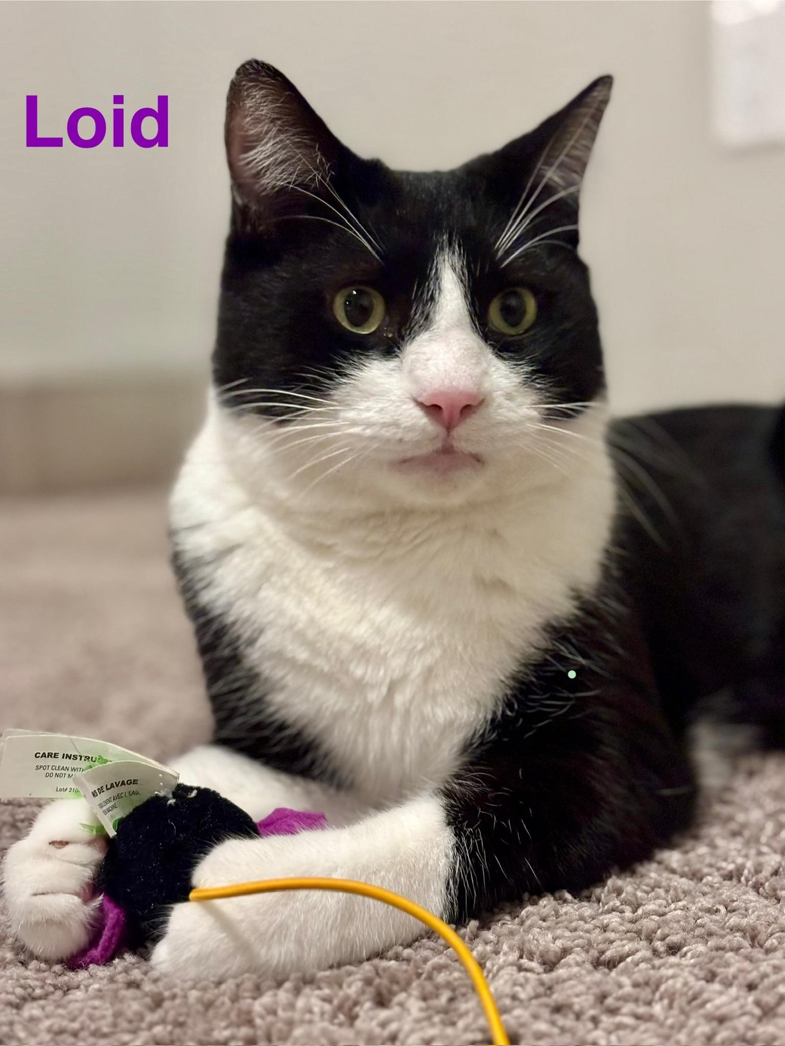 Enlarge Loid, a ADOPTABLE Domestic Short Hair in Tucson, AZ image 1/5