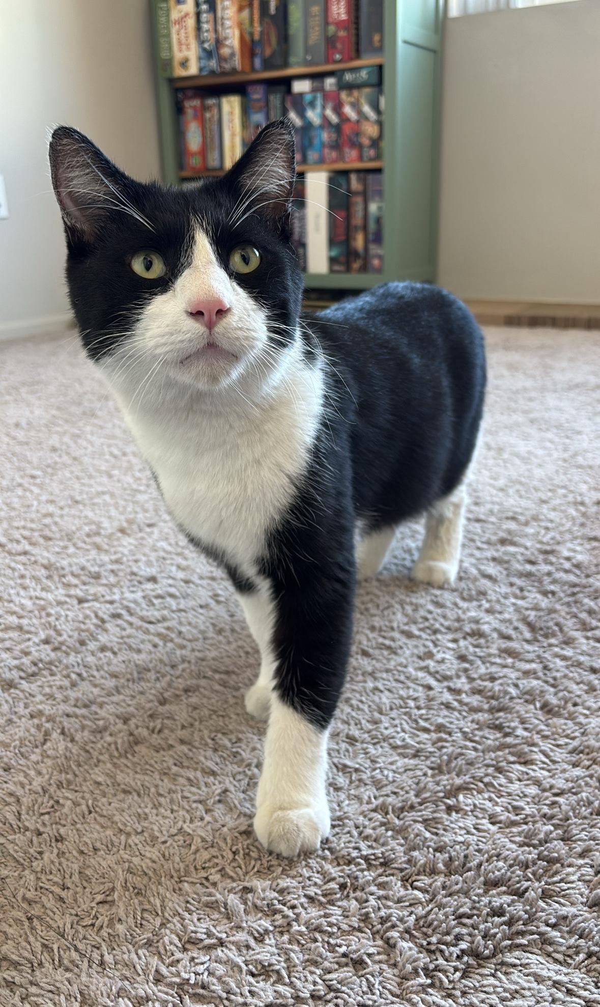 Enlarge Loid, a ADOPTABLE Domestic Short Hair in Tucson, AZ image 5/5