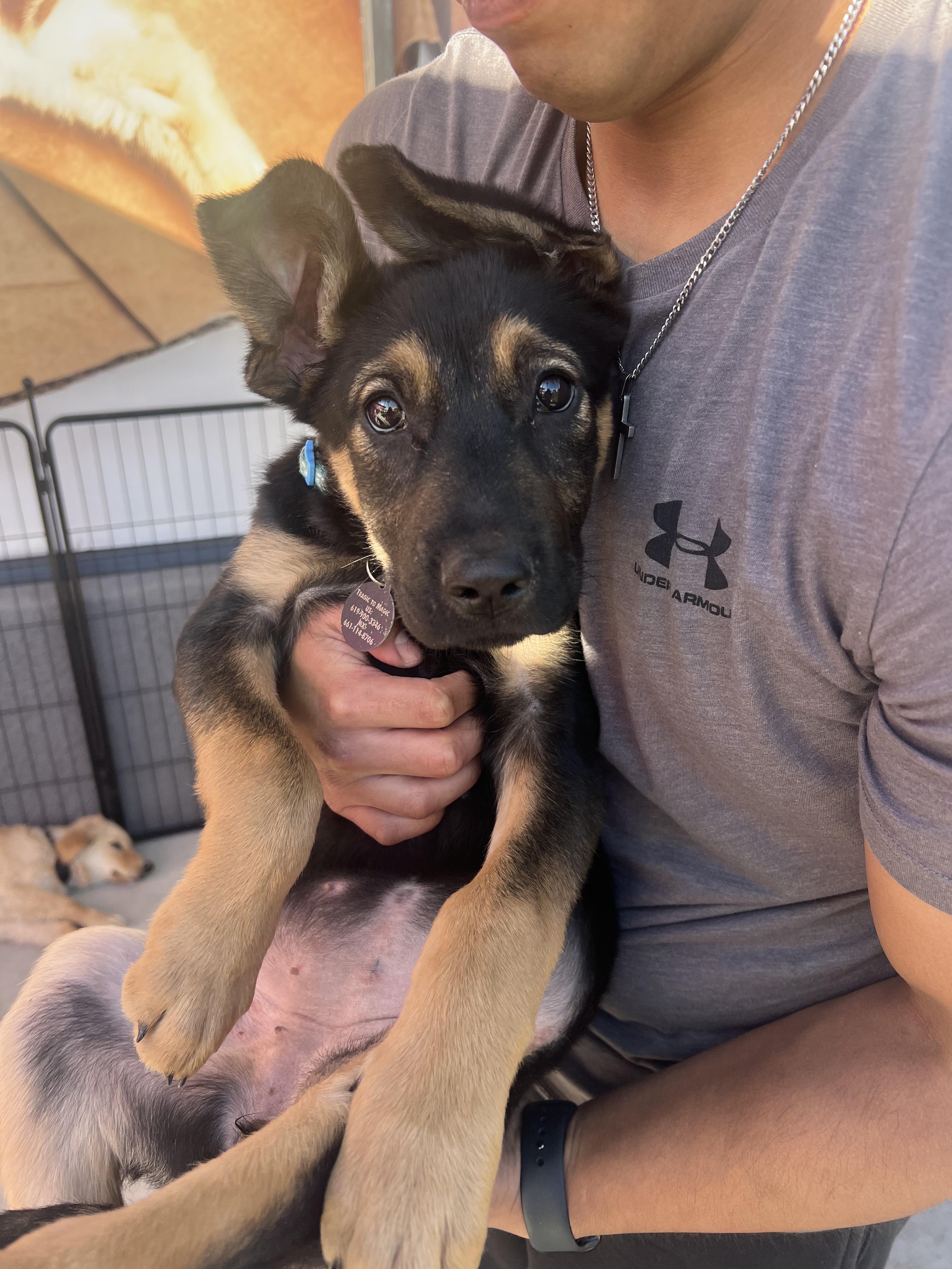 Enlarge Honey Bear, an adoptable mixed breed in Carlsbad, CA image 1/5