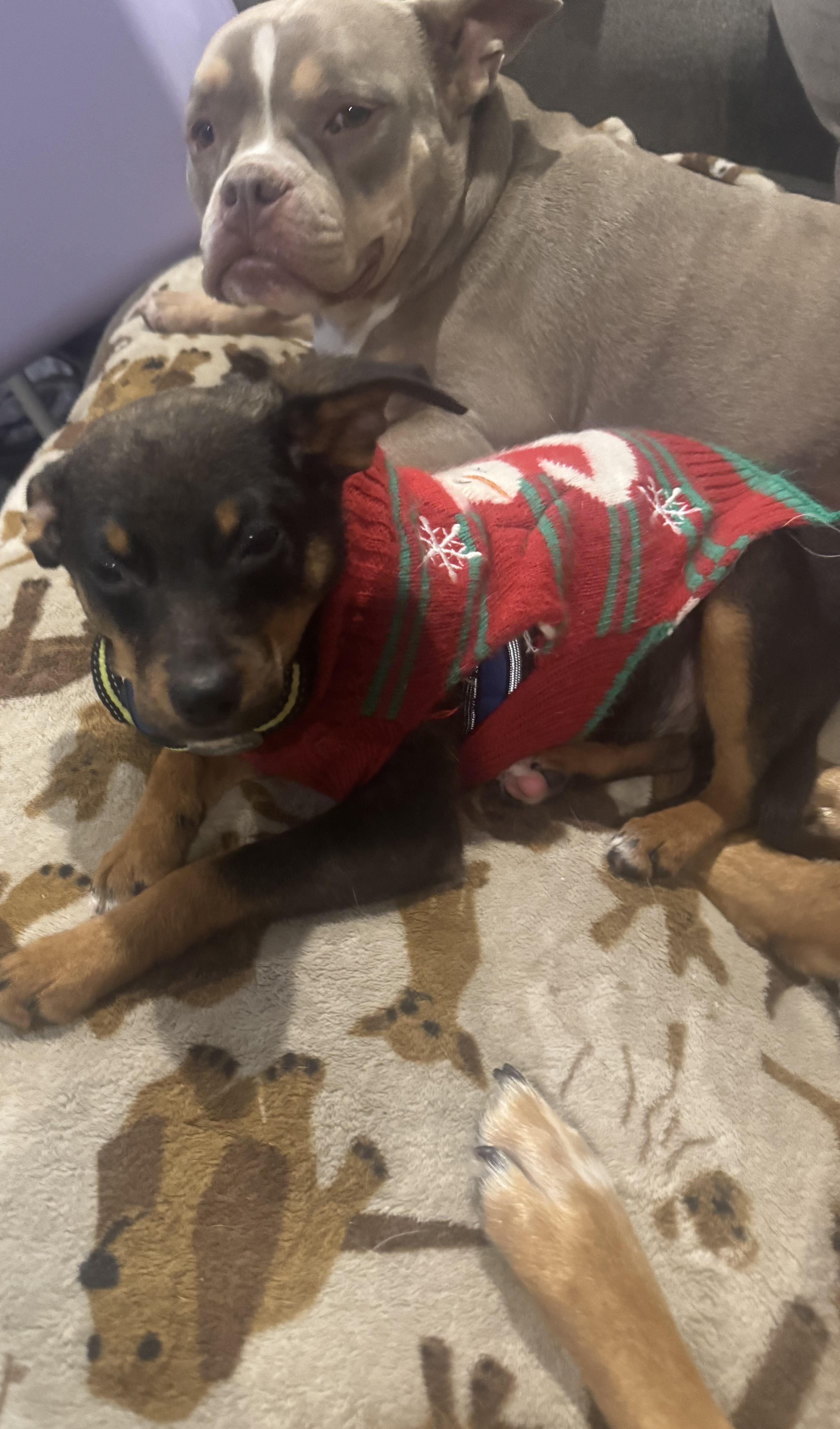 Enlarge Trixie, an adopted mixed breed in Newfoundland, NJ image 5/5