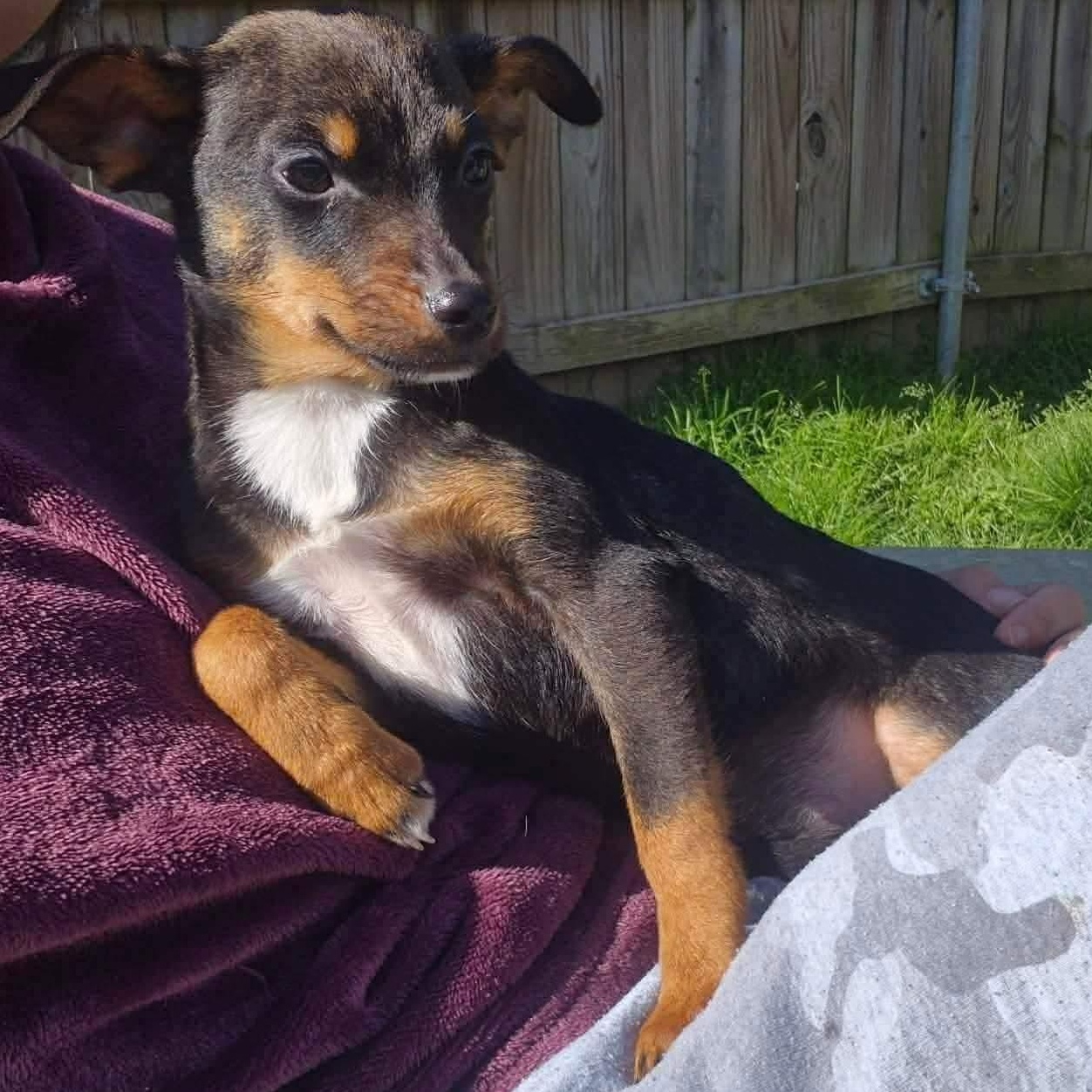 Nio, Adoptable, Puppy Female Chiweenie & Rat Terrier.