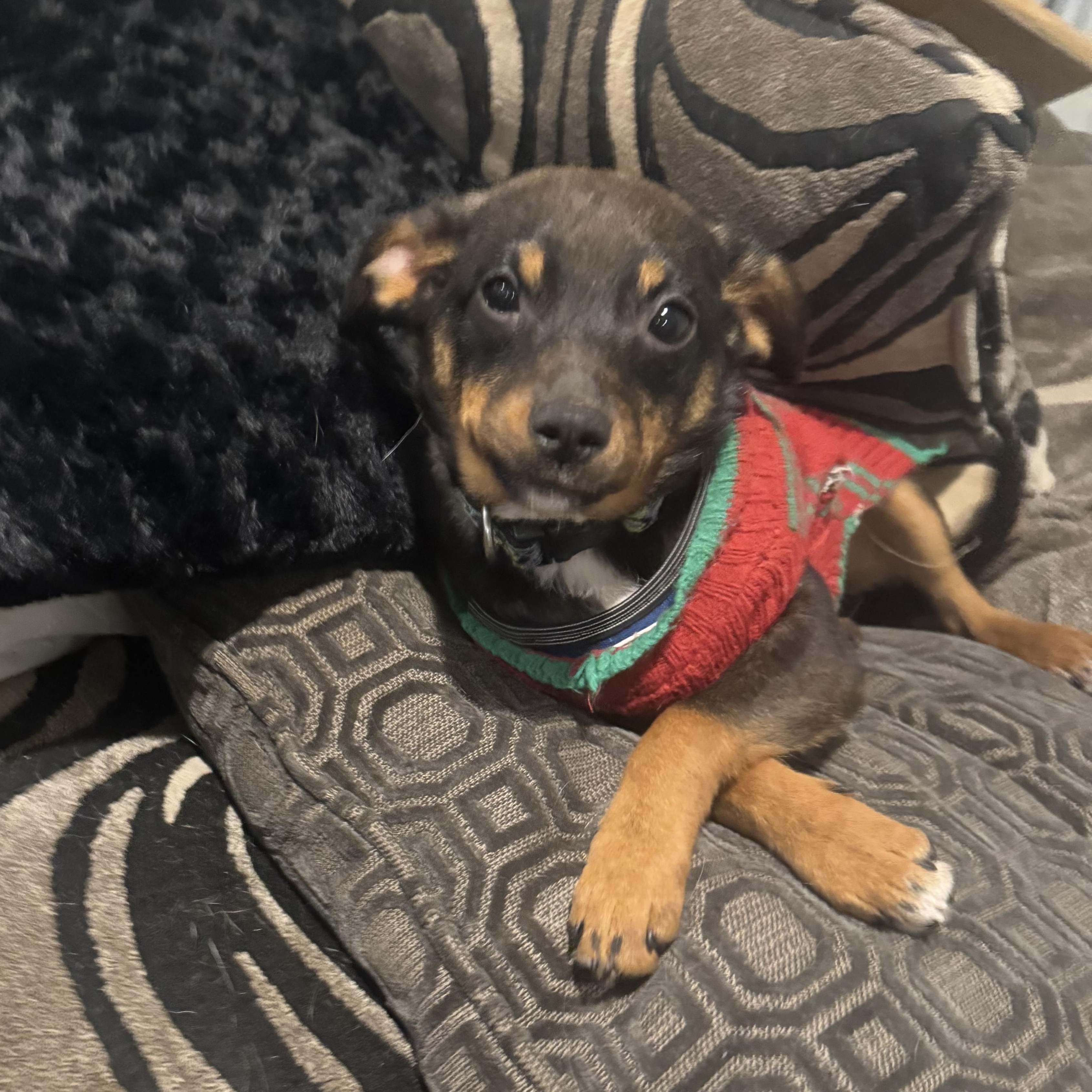 Enlarge Trixie, an adopted mixed breed in Newfoundland, NJ image 2/5