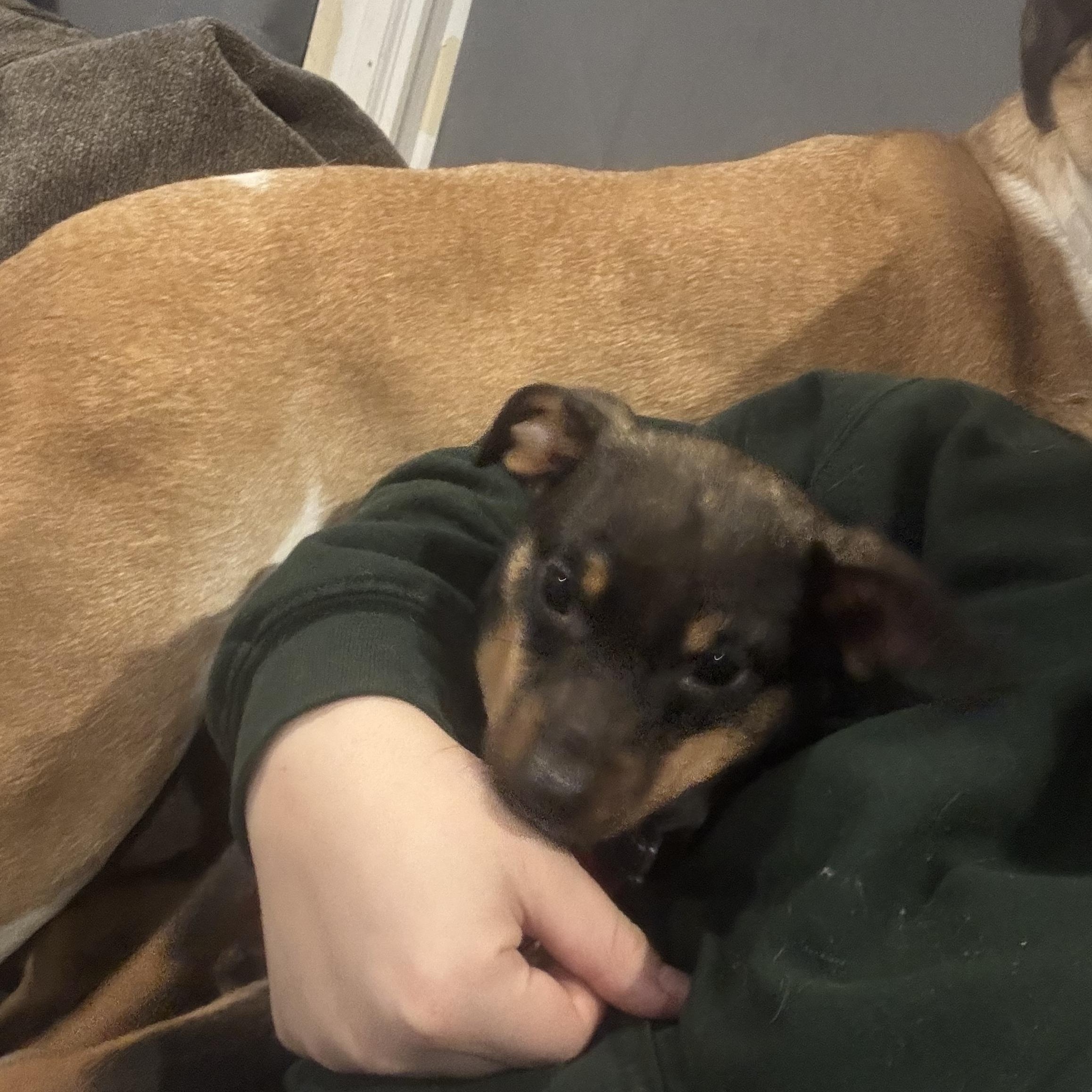 Enlarge Trixie, an adopted mixed breed in Newfoundland, NJ image 3/5