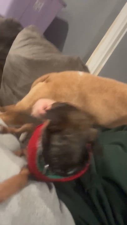 Enlarge Trixie, an adopted mixed breed in Newfoundland, NJ video 4/5