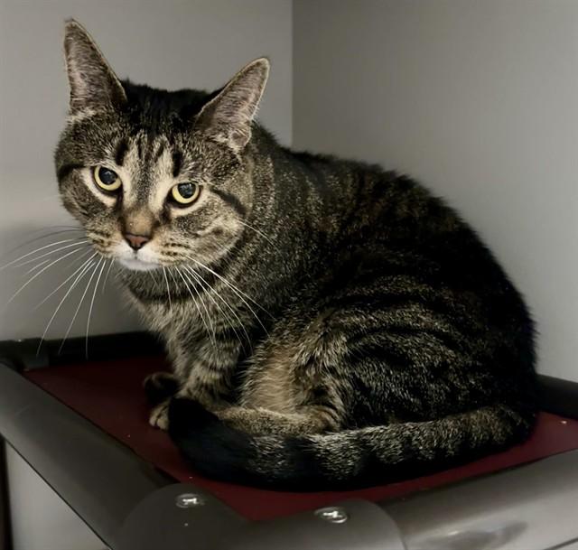 LUCY, Adoptable, Adult Female Domestic Short Hair.