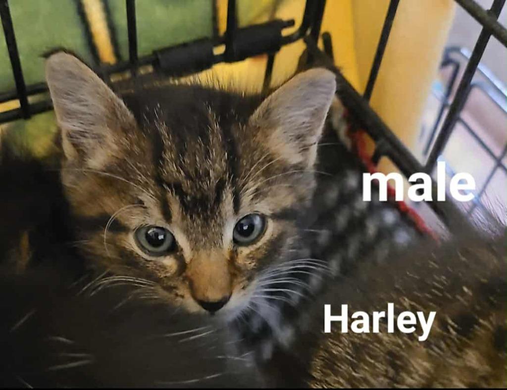 Harley, a Adoptable mixed breed in Minot, ND image 2/4
